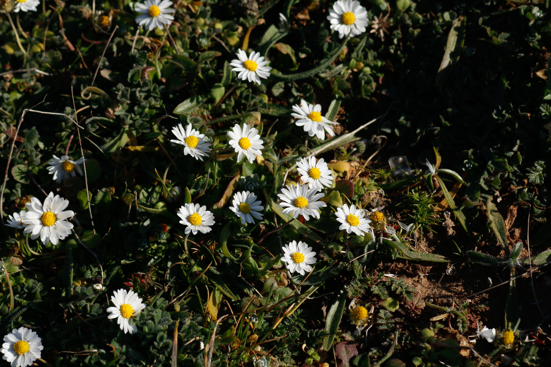 Bellis annua L. - Photo Bivouac Naturaliste
