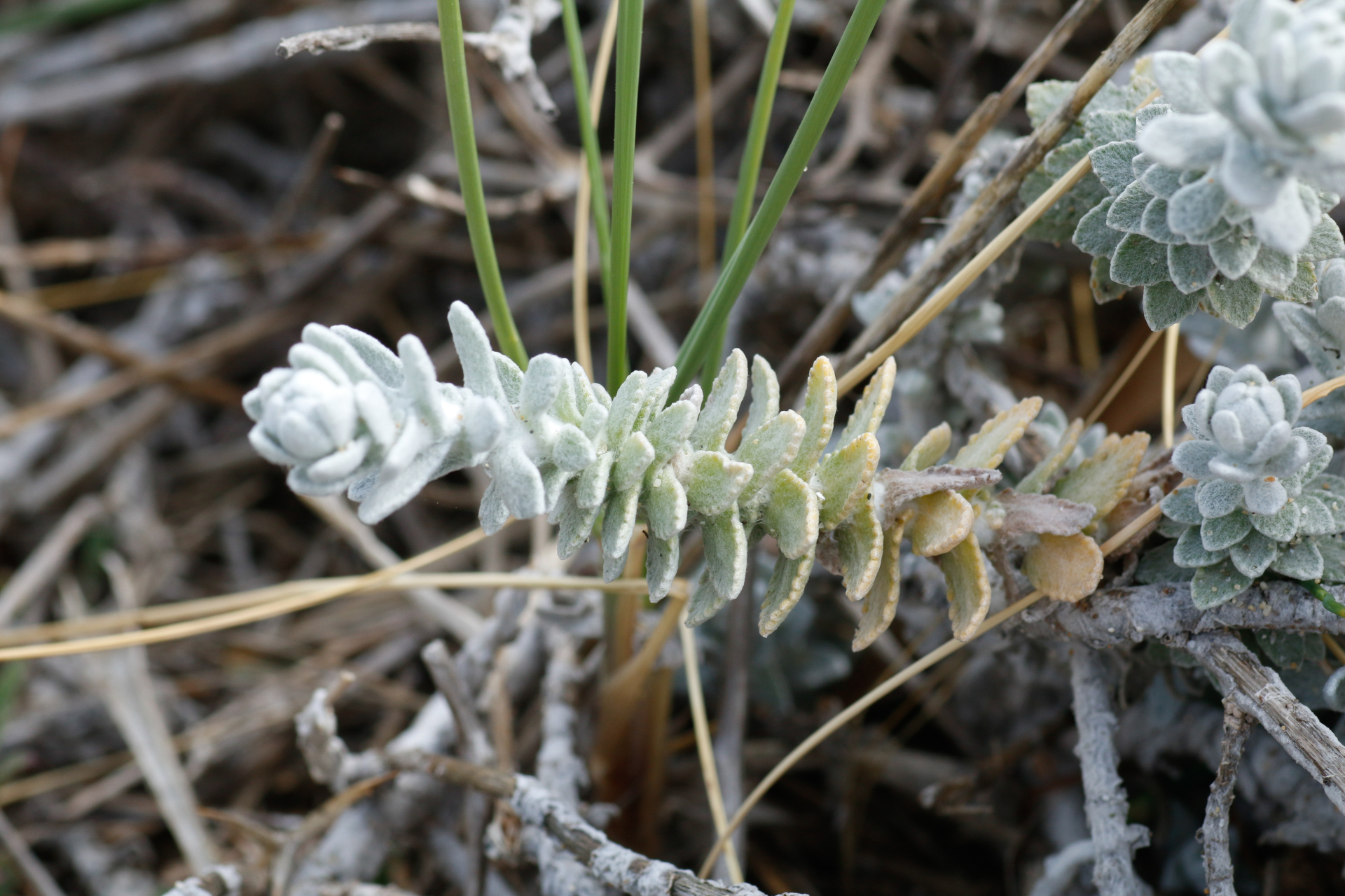 Achillea maritima (L.) Ehrend. & Y.P.Guo - Photo Bivouac Naturaliste