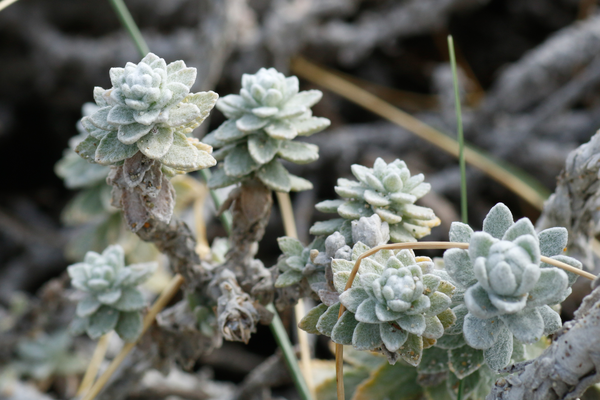 Achillea maritima (L.) Ehrend. & Y.P.Guo - Photo Bivouac Naturaliste