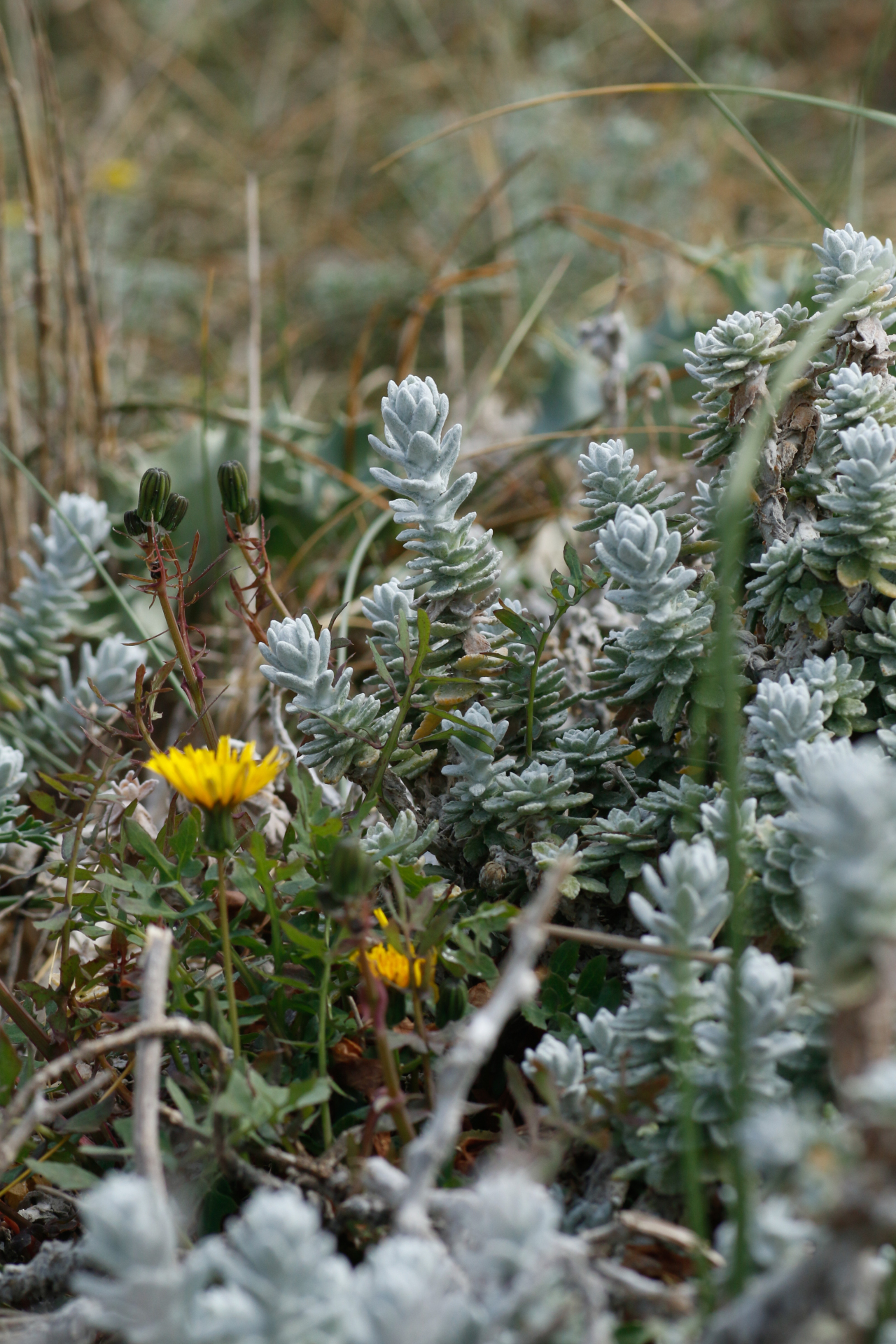 Achillea maritima (L.) Ehrend. & Y.P.Guo - Photo Bivouac Naturaliste