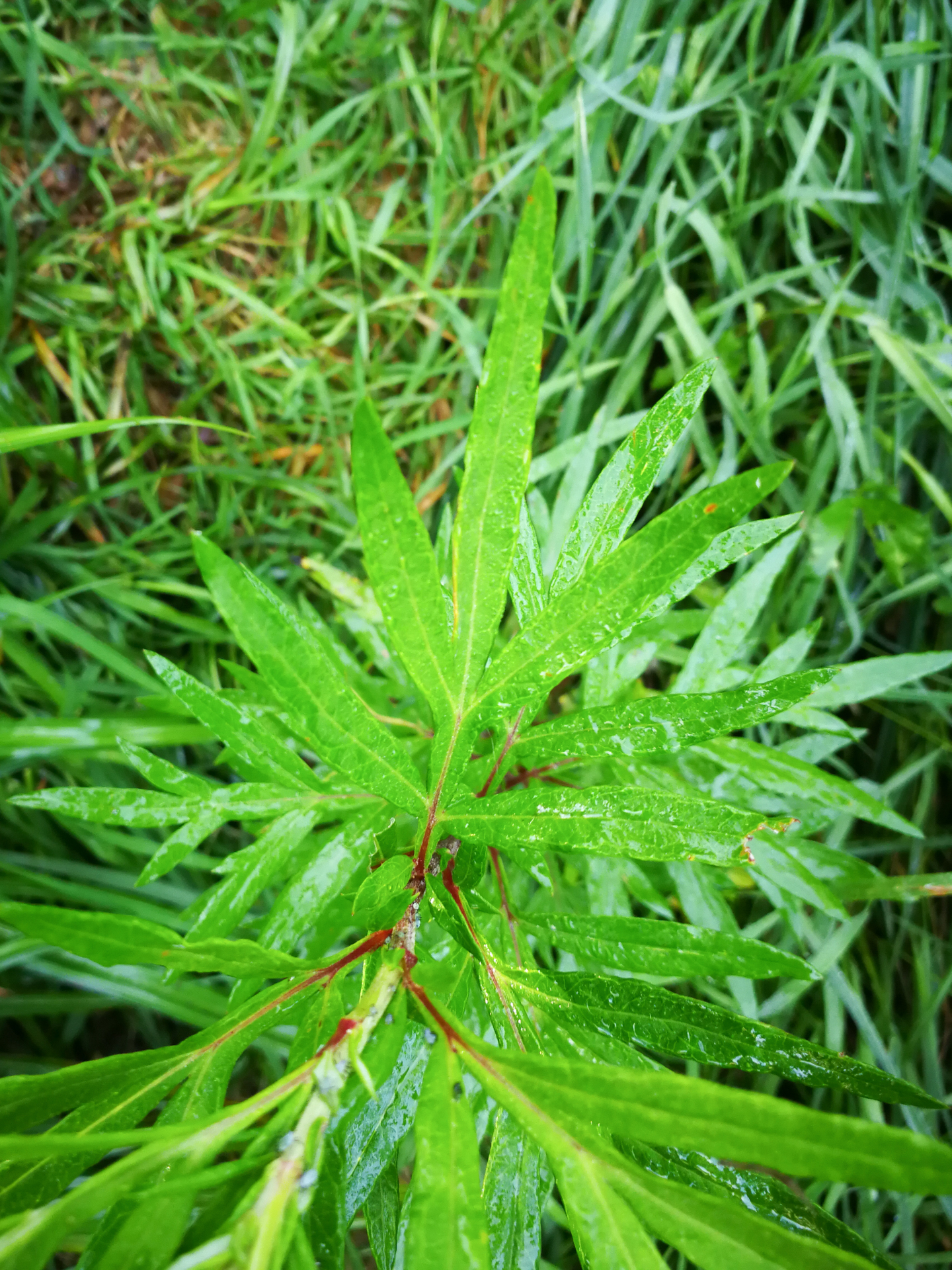 Artemisia verlotiorum Lamotte - Photo Bivouac Naturaliste