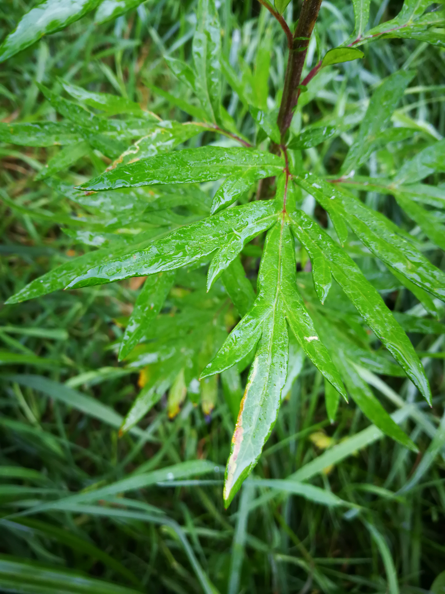Artemisia verlotiorum Lamotte - Photo Bivouac Naturaliste