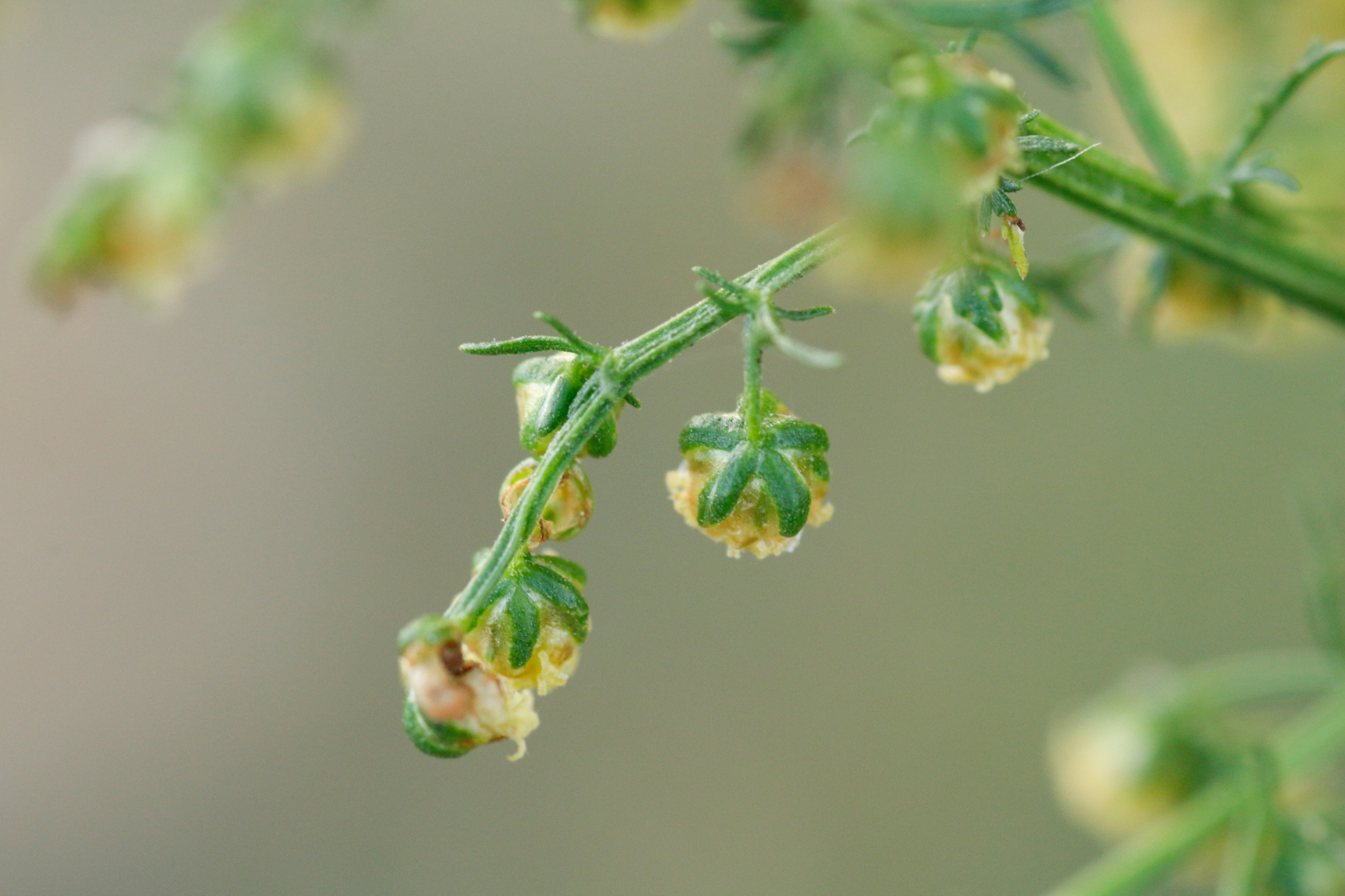 Artemisia annua L. - Photo Bivouac Naturaliste