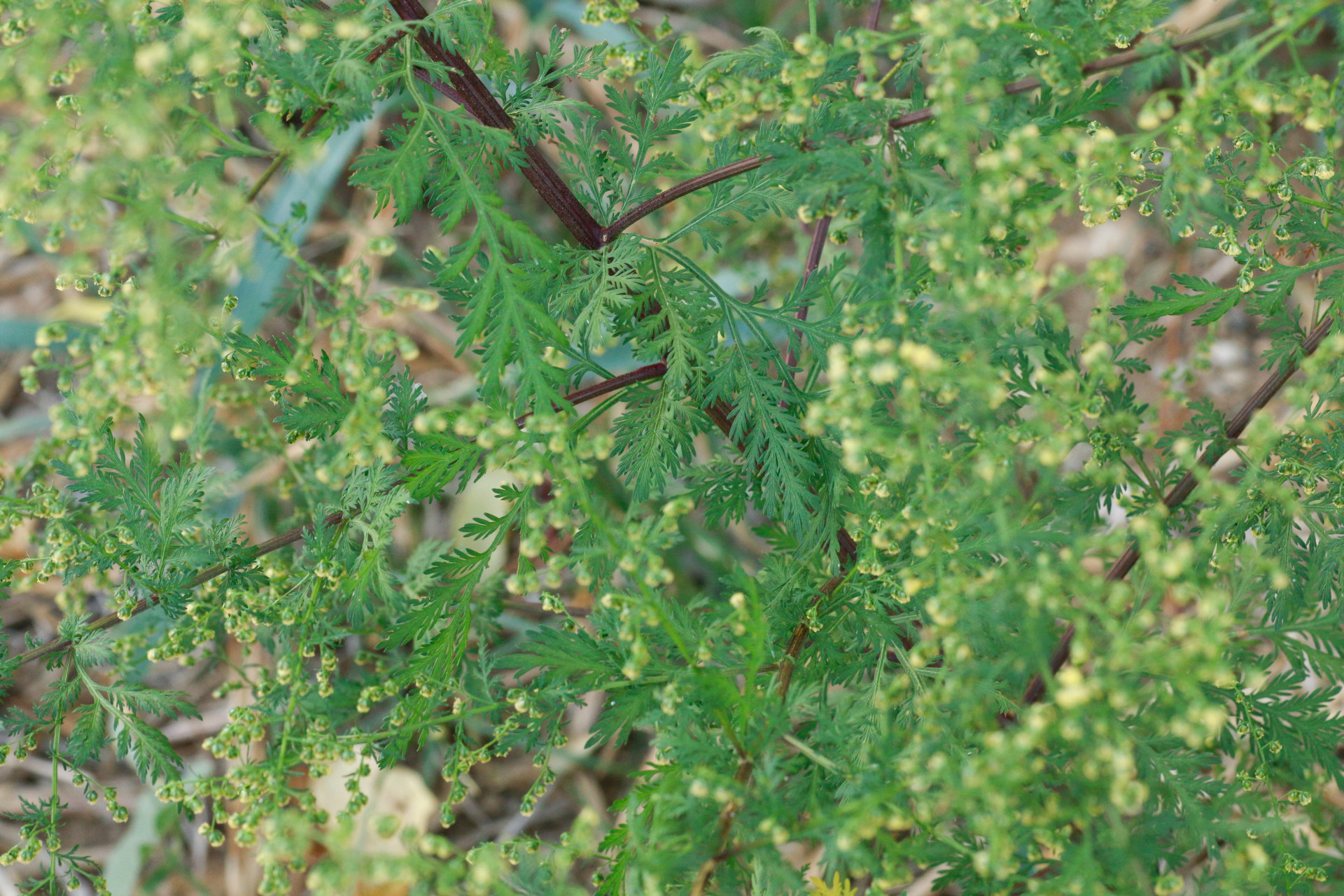 Artemisia annua L. - Photo Bivouac Naturaliste