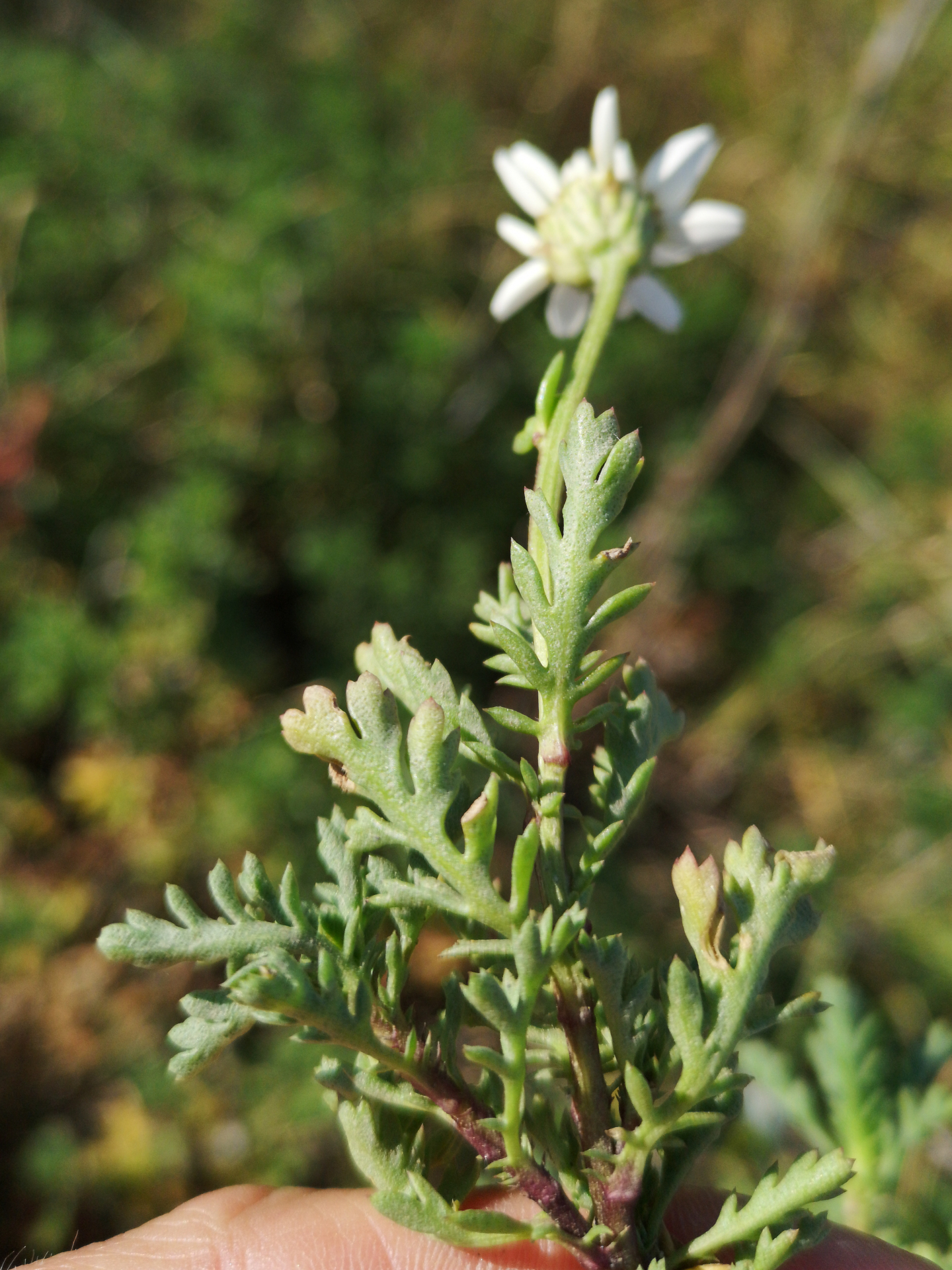Anthemis maritima subsp. maritima - Photo Bivouac Naturaliste