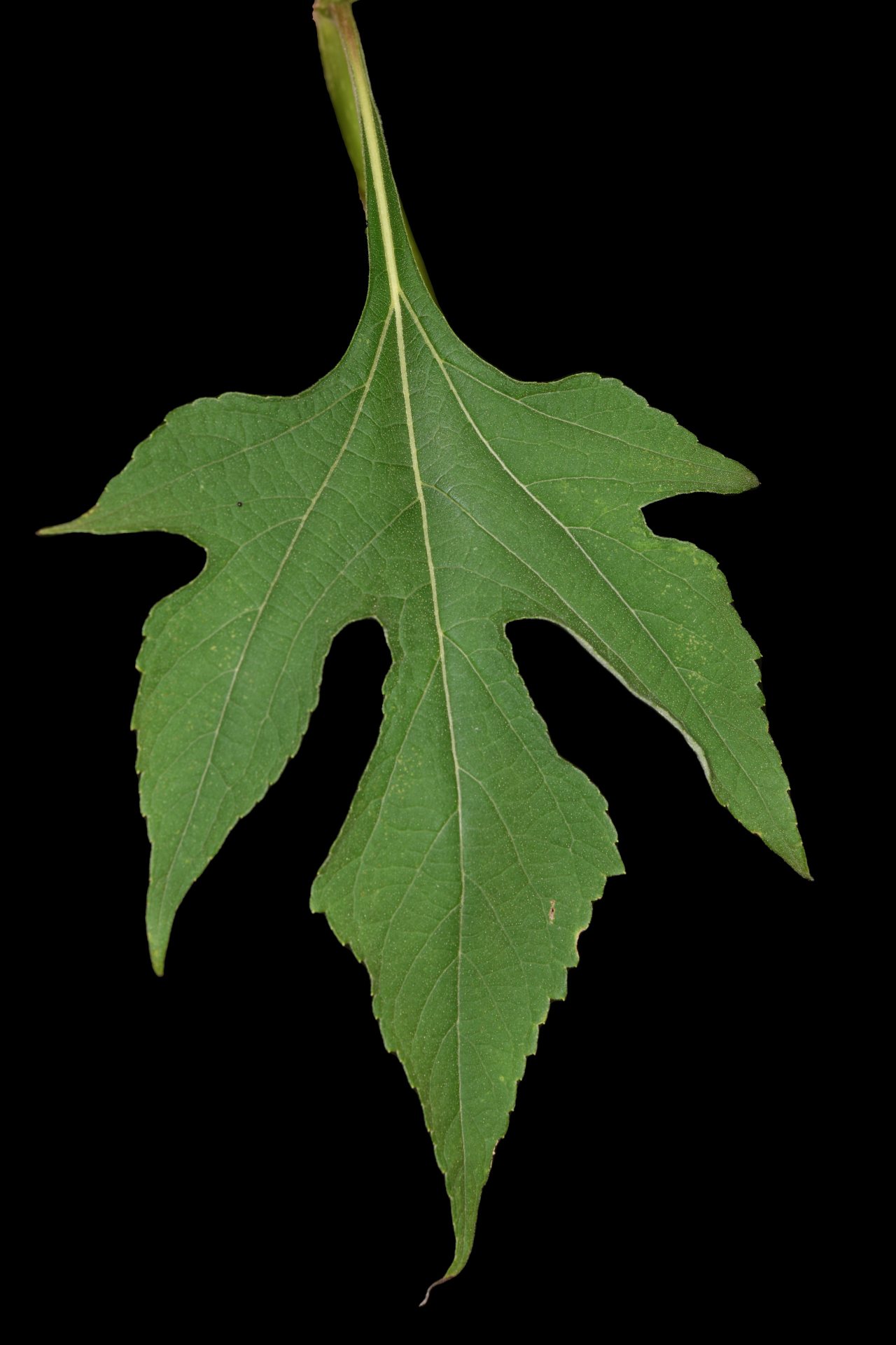 Tithonia diversifolia (Hemsl.) A.Gray - Photo Bivouac Naturaliste