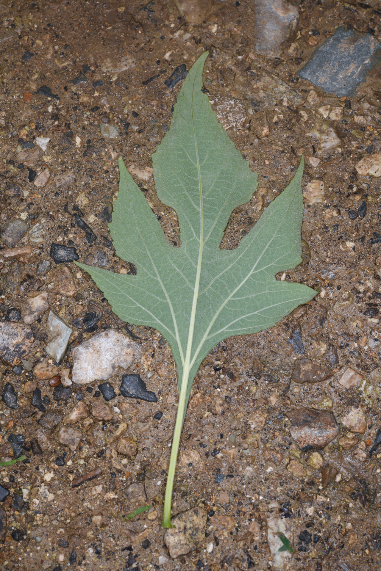 Tithonia diversifolia (Hemsl.) A.Gray - Photo Bivouac Naturaliste