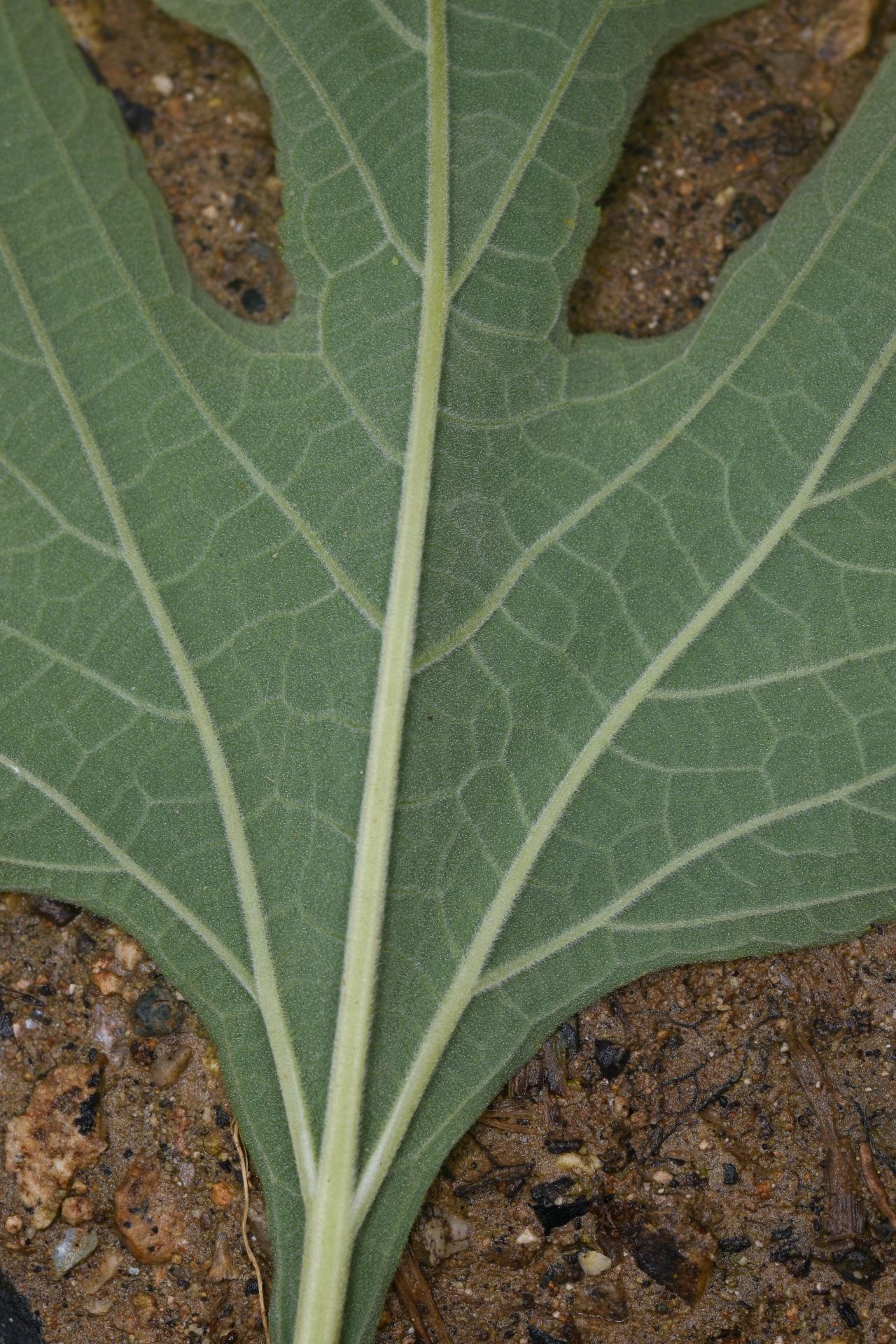 Tithonia diversifolia (Hemsl.) A.Gray - Photo Bivouac Naturaliste