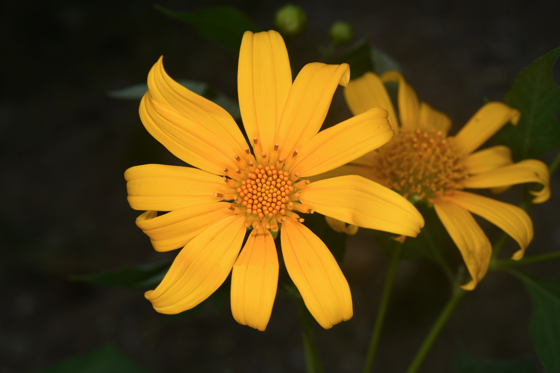 Tithonia diversifolia (Hemsl.) A.Gray - Photo Bivouac Naturaliste