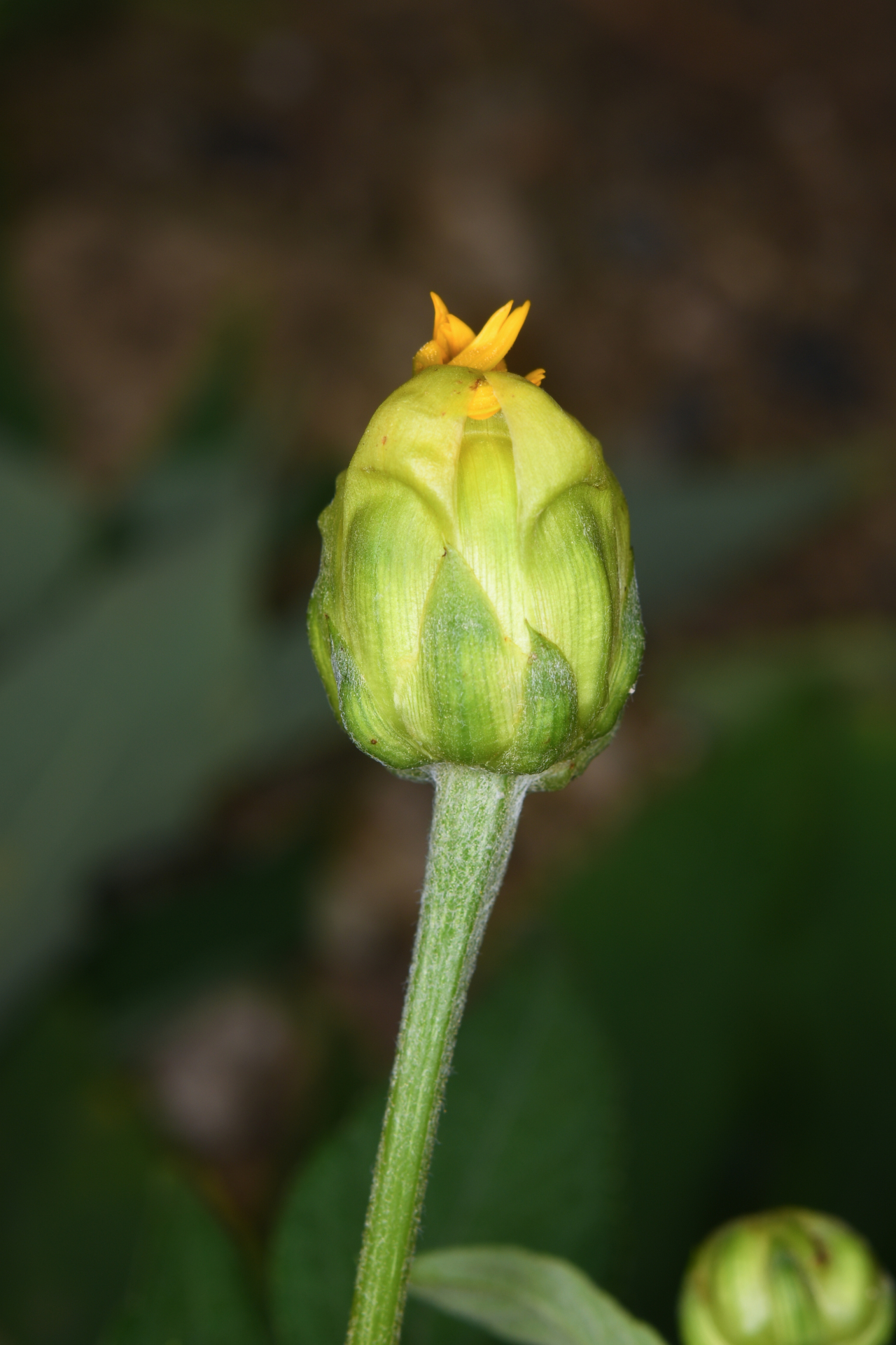 Tithonia diversifolia (Hemsl.) A.Gray - Photo Bivouac Naturaliste