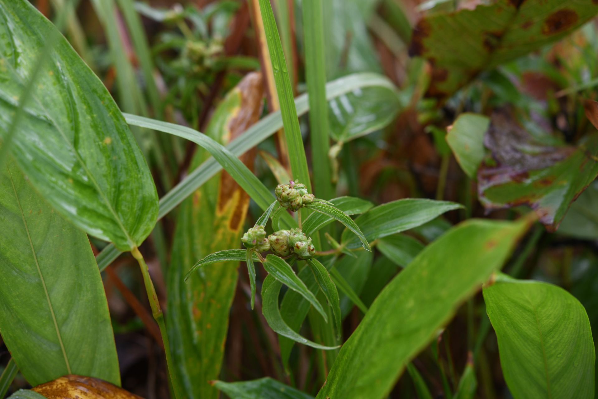 Ichthyothere terminalis (Spreng.) S.F.Blake - Photo Bivouac Naturaliste