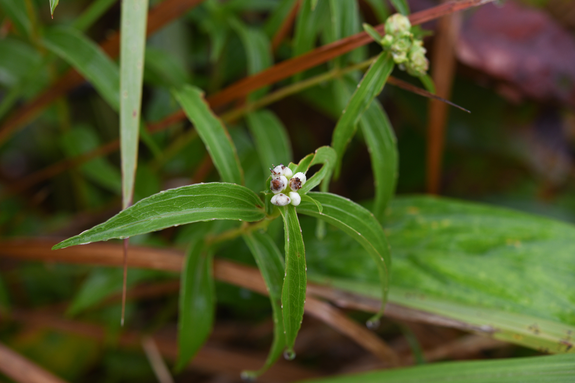 Ichthyothere terminalis (Spreng.) S.F.Blake - Photo Bivouac Naturaliste