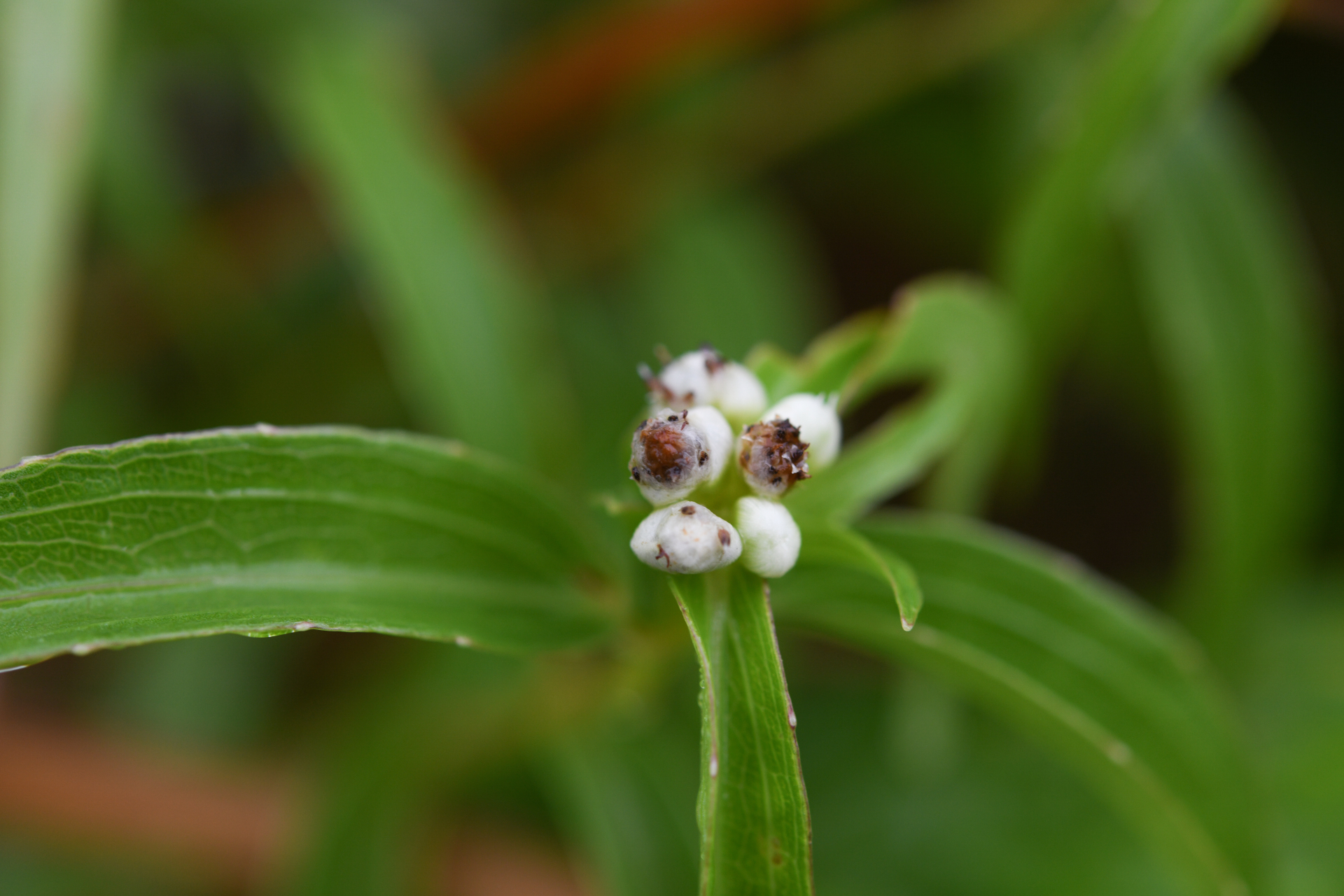 Ichthyothere terminalis (Spreng.) S.F.Blake - Photo Bivouac Naturaliste