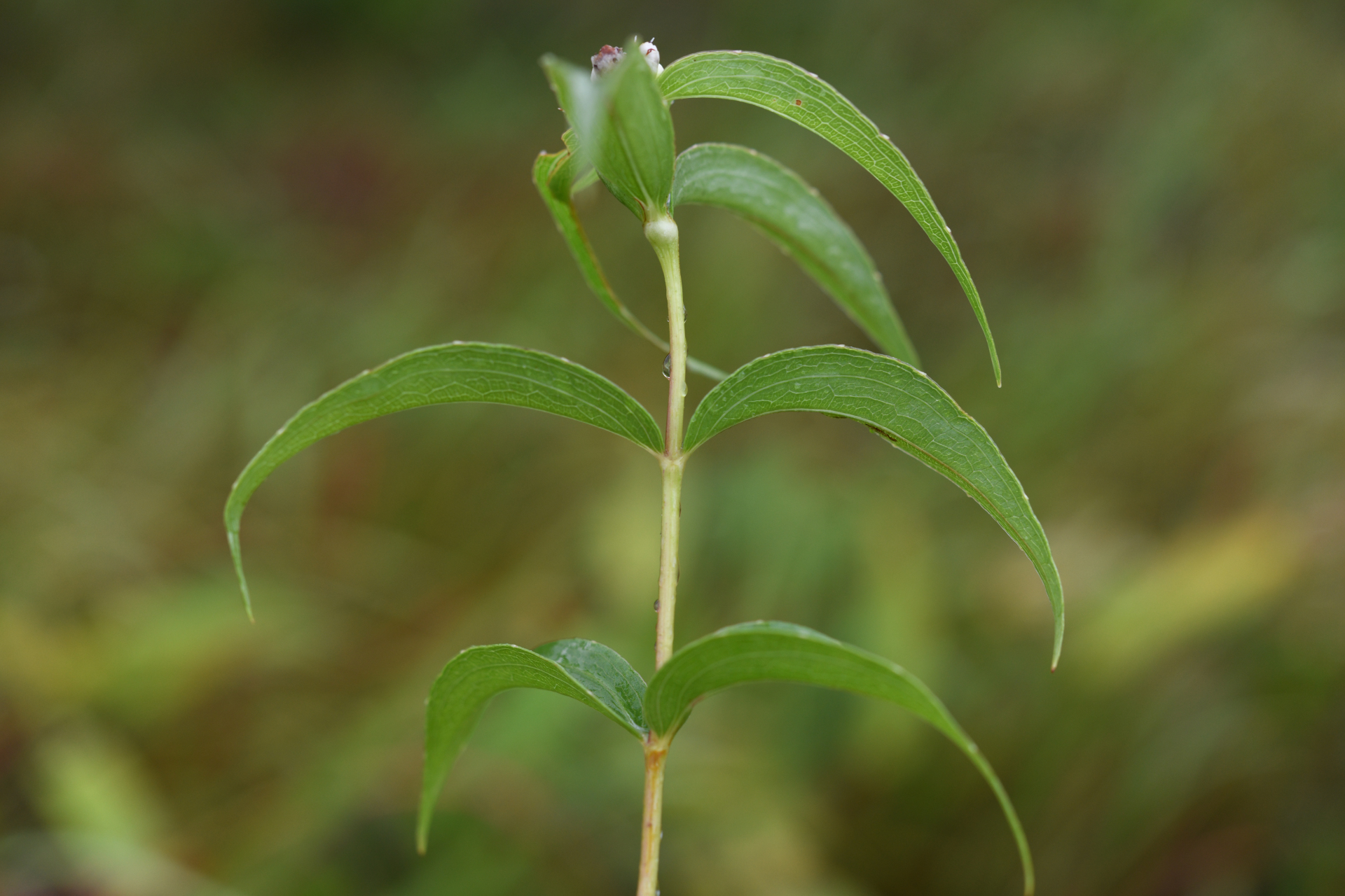 Ichthyothere terminalis (Spreng.) S.F.Blake - Photo Bivouac Naturaliste