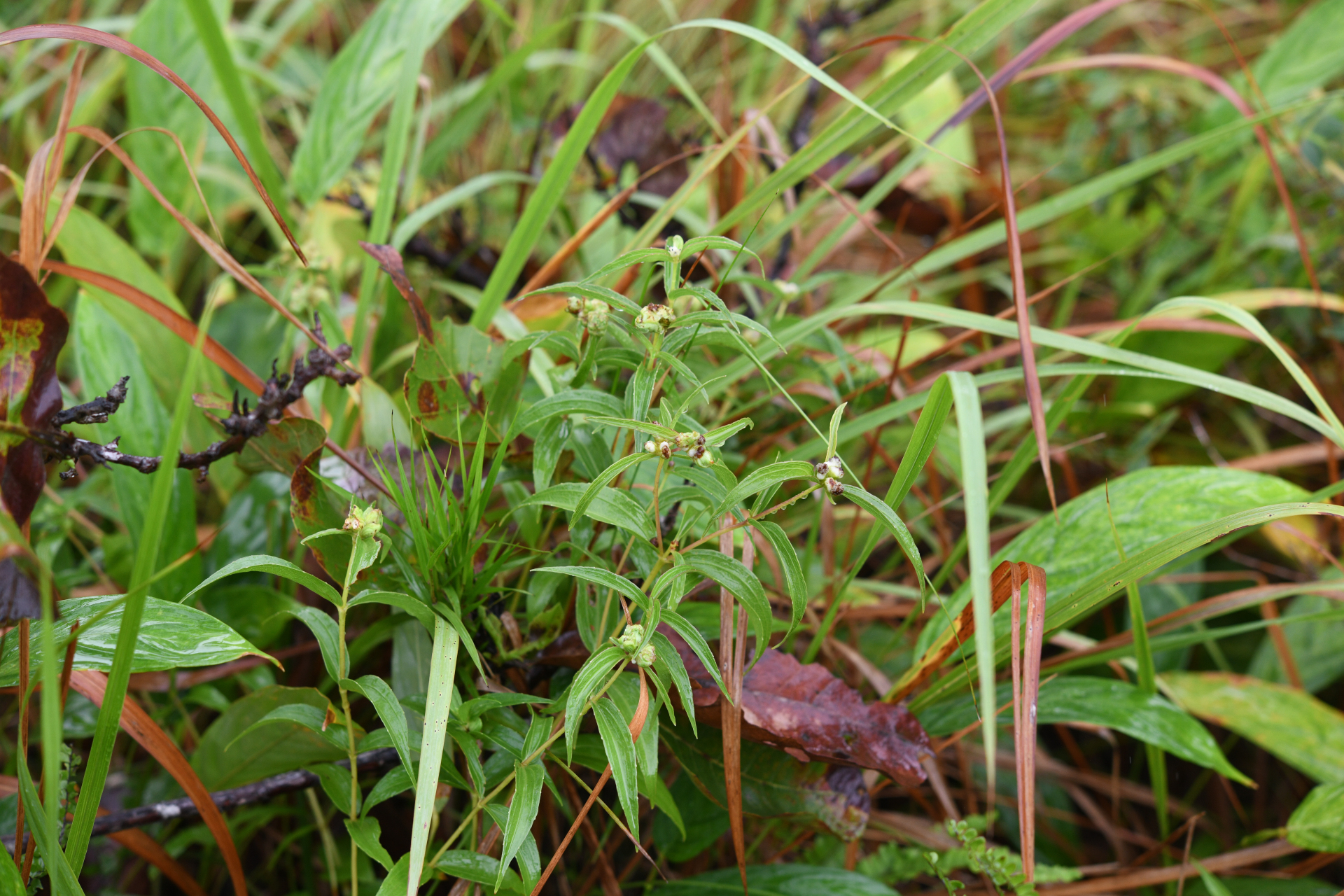 Ichthyothere terminalis (Spreng.) S.F.Blake - Photo Bivouac Naturaliste