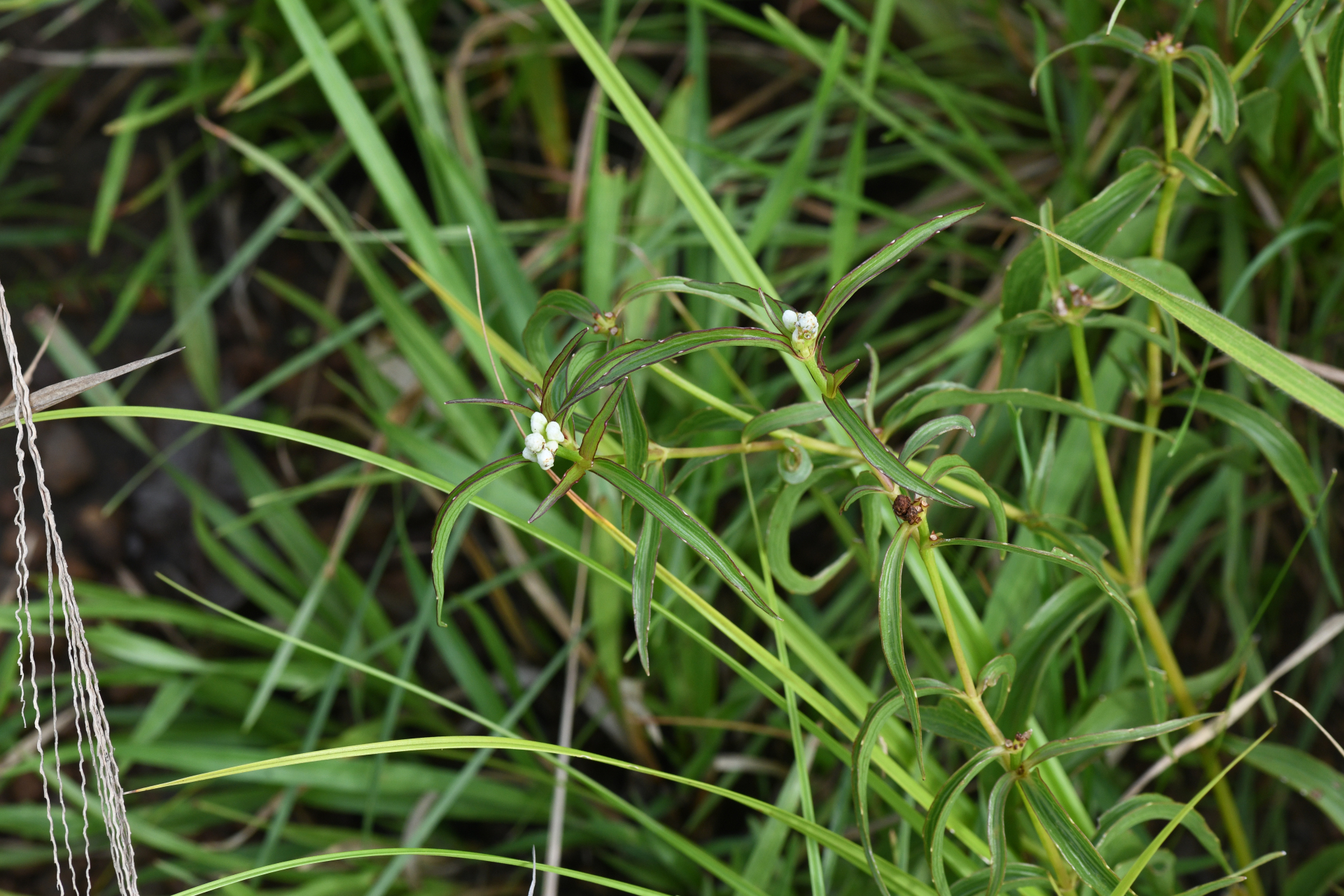 Ichthyothere terminalis (Spreng.) S.F.Blake - Photo Bivouac Naturaliste