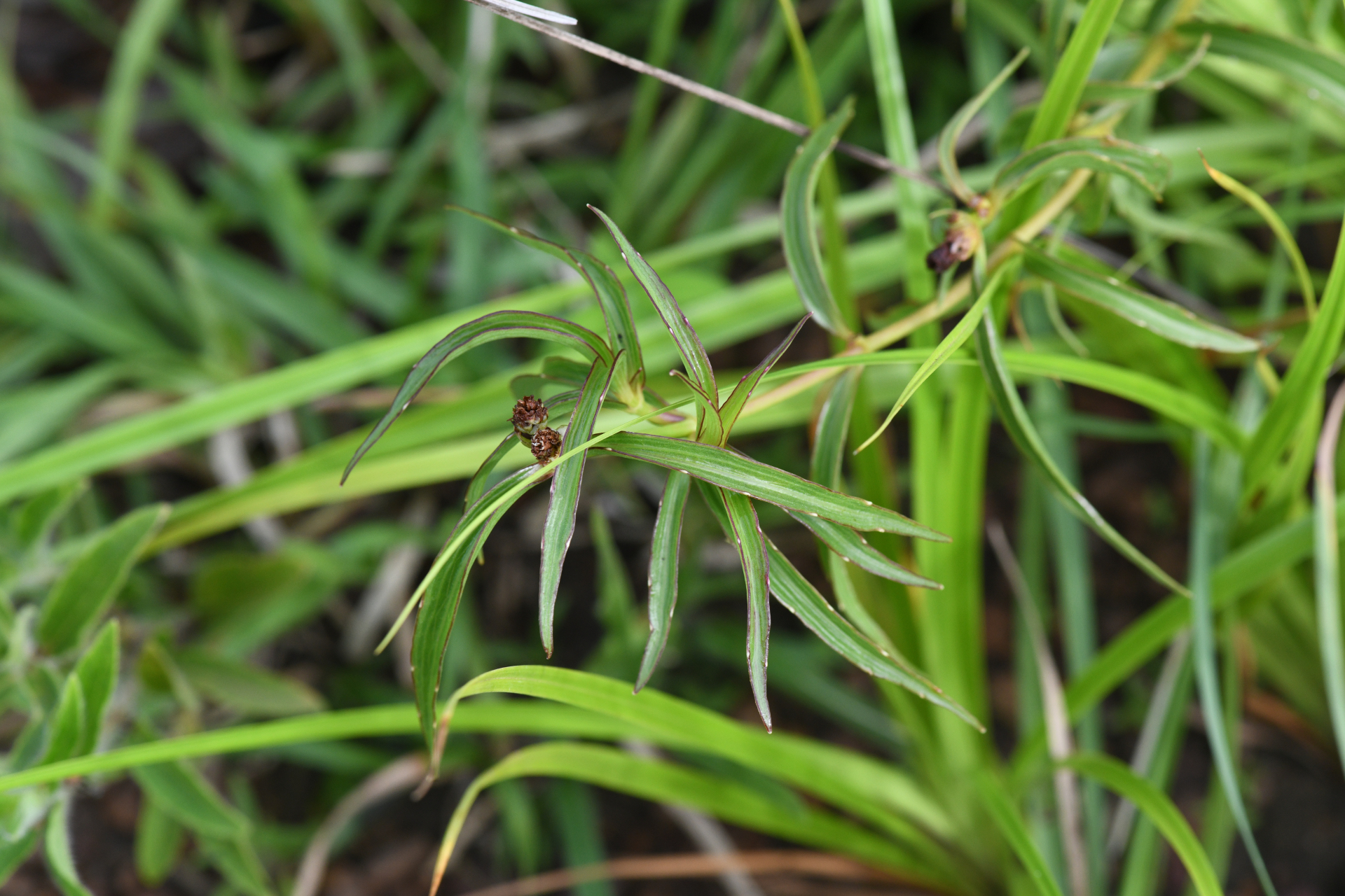 Ichthyothere terminalis (Spreng.) S.F.Blake - Photo Bivouac Naturaliste