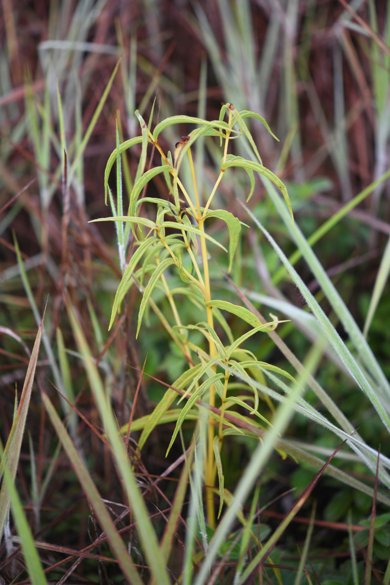 Ichthyothere terminalis (Spreng.) S.F.Blake - Photo Bivouac Naturaliste