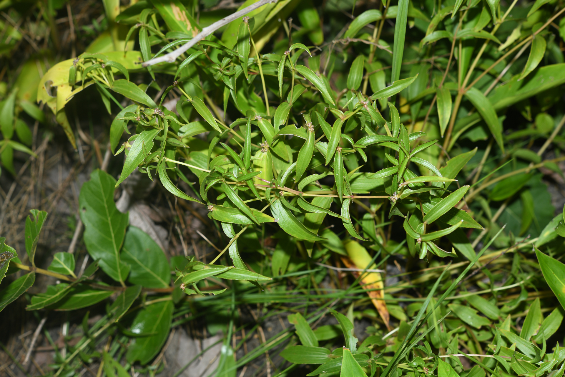Ichthyothere terminalis (Spreng.) S.F.Blake - Photo Bivouac Naturaliste