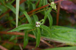 Ichthyothere terminalis (Spreng.) S.F.Blake