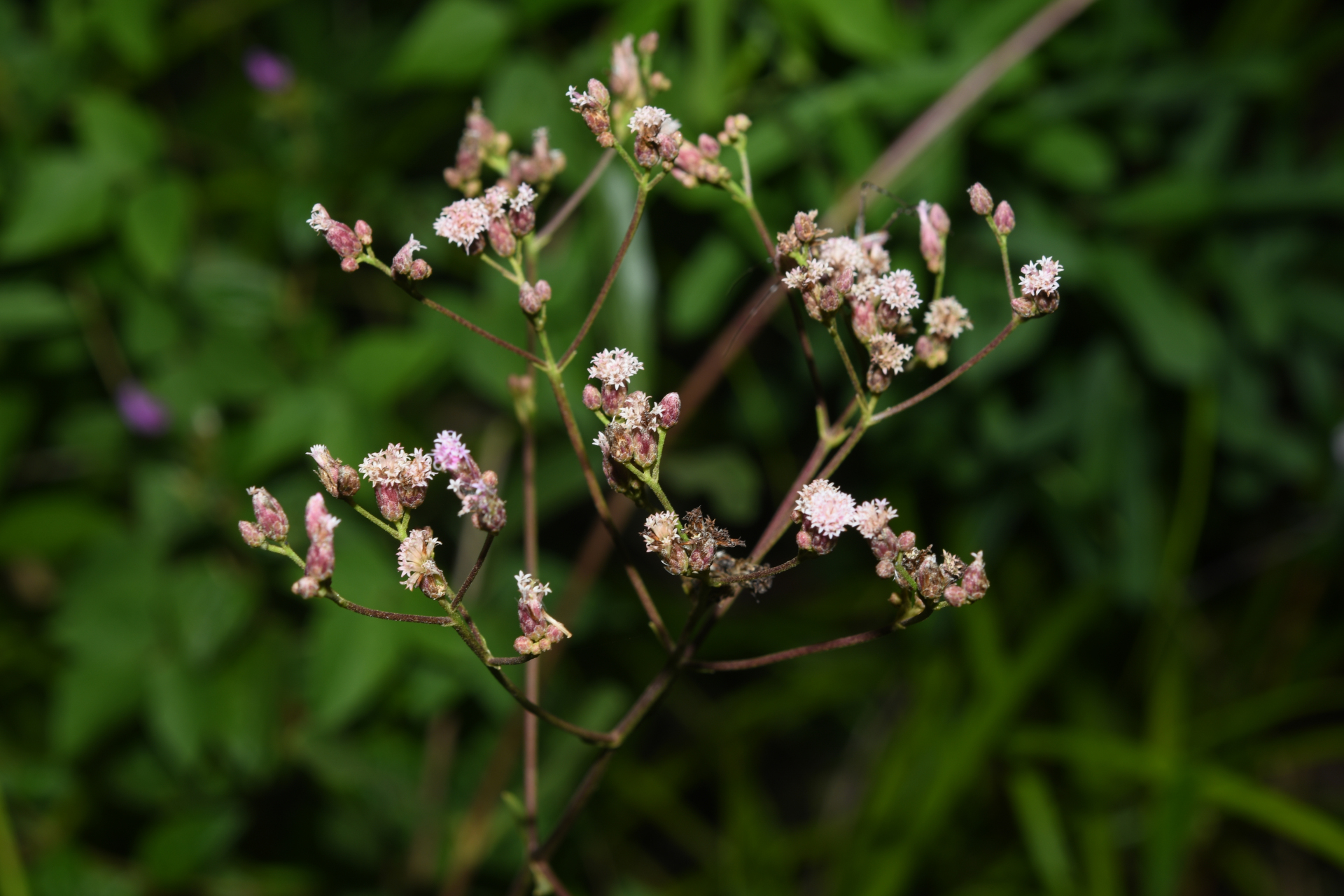Ayapana amygdalina (Lam.) R.M.King & H.Rob. - Photo Bivouac Naturaliste
