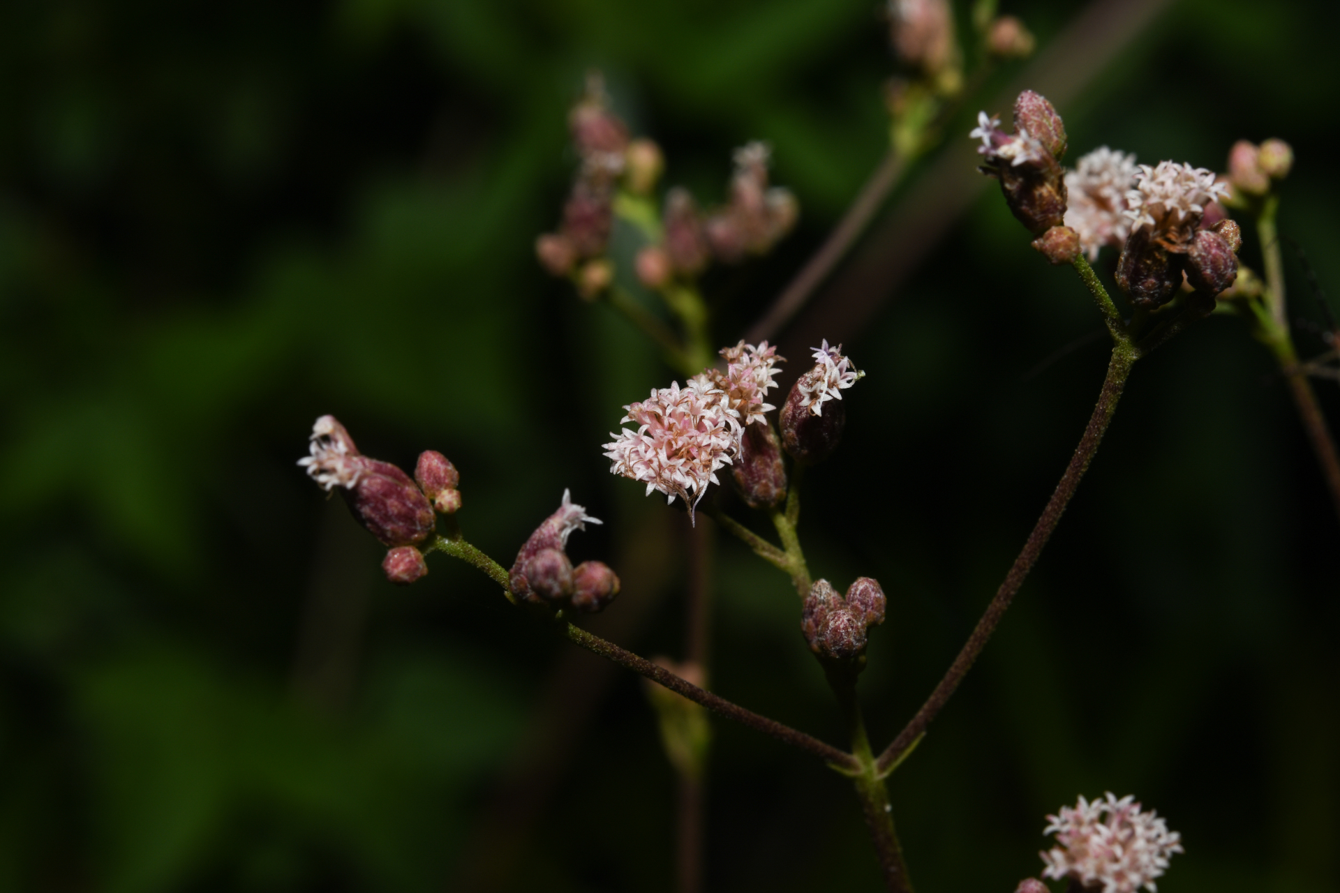 Ayapana amygdalina (Lam.) R.M.King & H.Rob. - Photo Bivouac Naturaliste