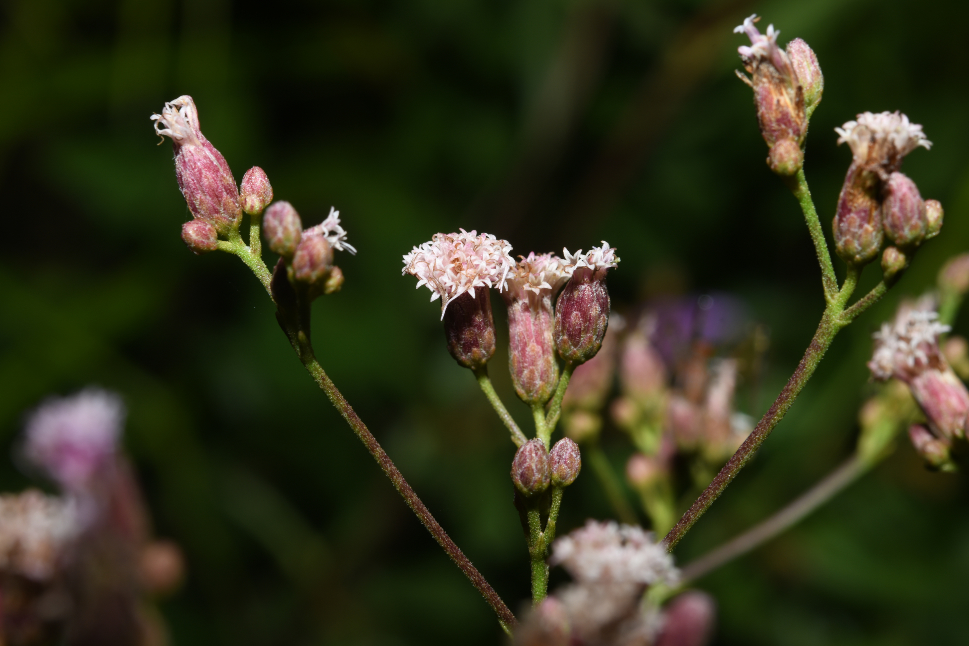Ayapana amygdalina (Lam.) R.M.King & H.Rob. - Photo Bivouac Naturaliste