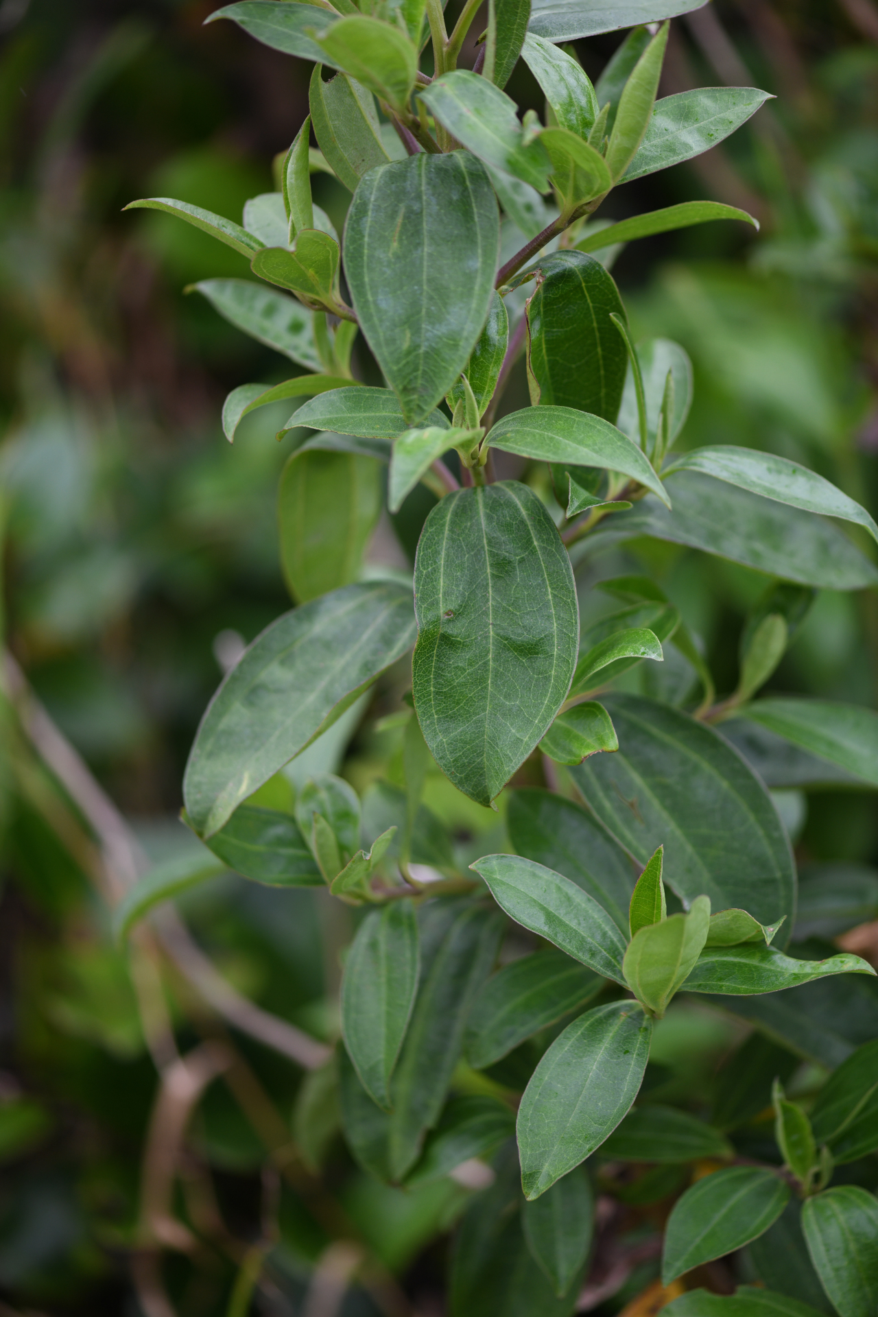 Baccharis pedunculata (Mill.) Cabrera - Photo Bivouac Naturaliste