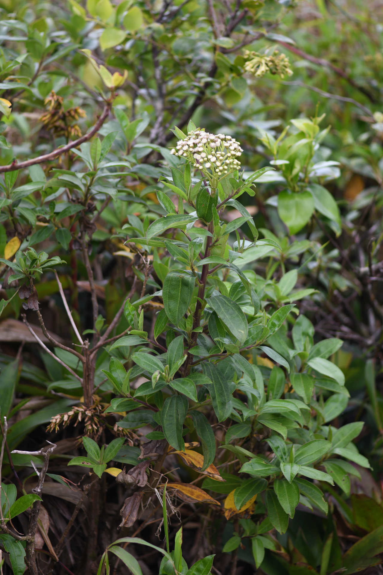 Baccharis pedunculata (Mill.) Cabrera - Photo Bivouac Naturaliste