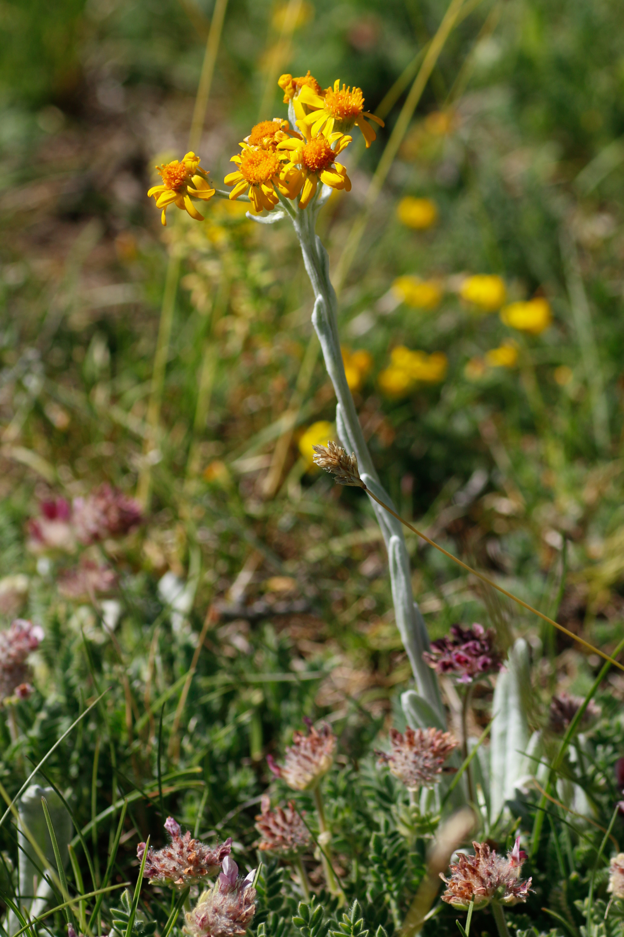 Tephroseris integrifolia subsp. integrifolia - Photo Bivouac Naturaliste