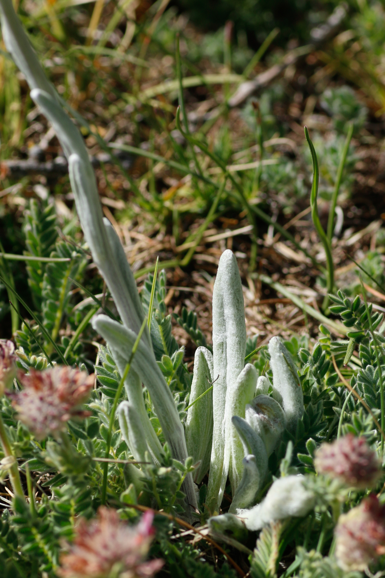 Tephroseris integrifolia subsp. integrifolia - Photo Bivouac Naturaliste