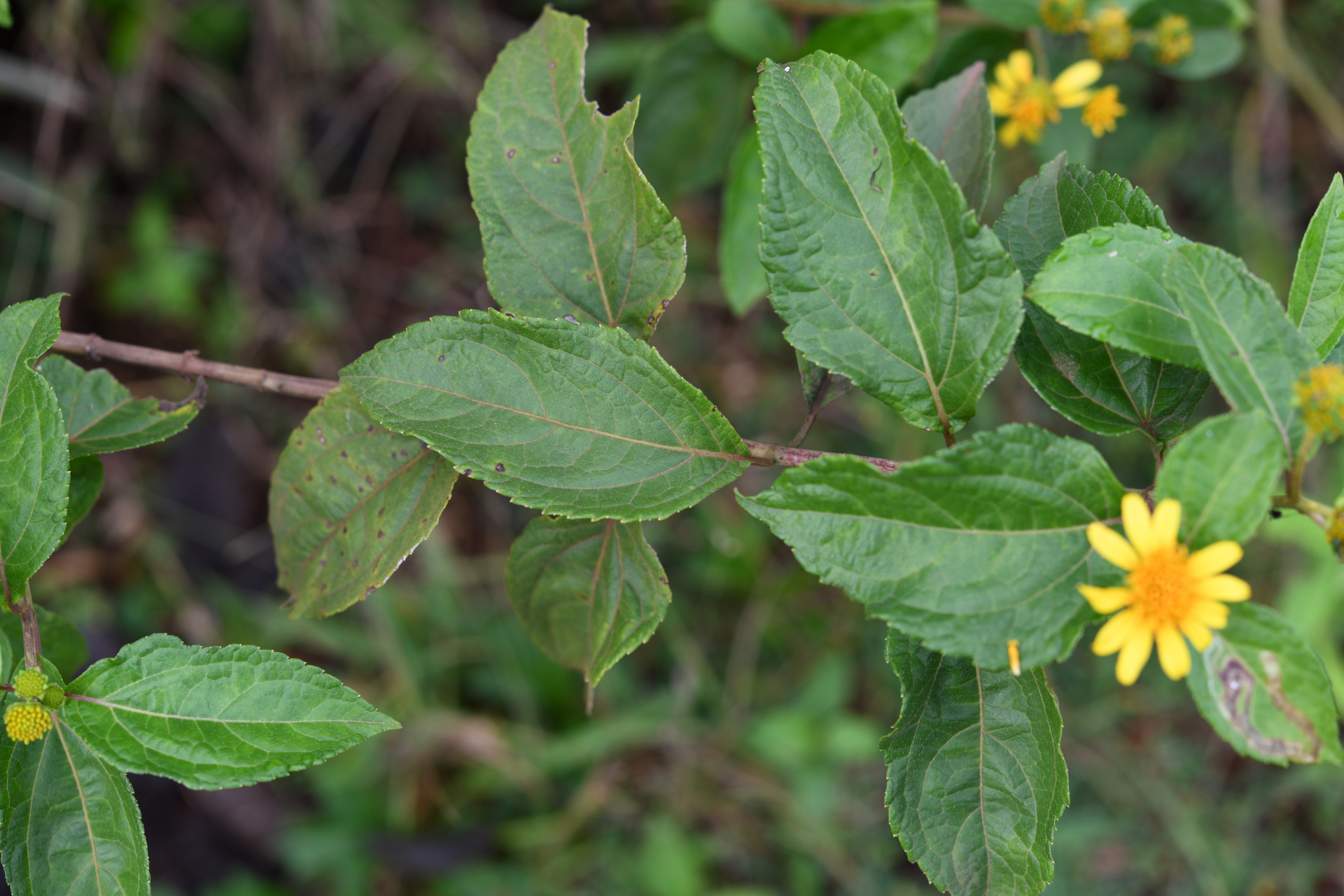 Tilesia baccata (L.) Pruski - Photo Bivouac Naturaliste