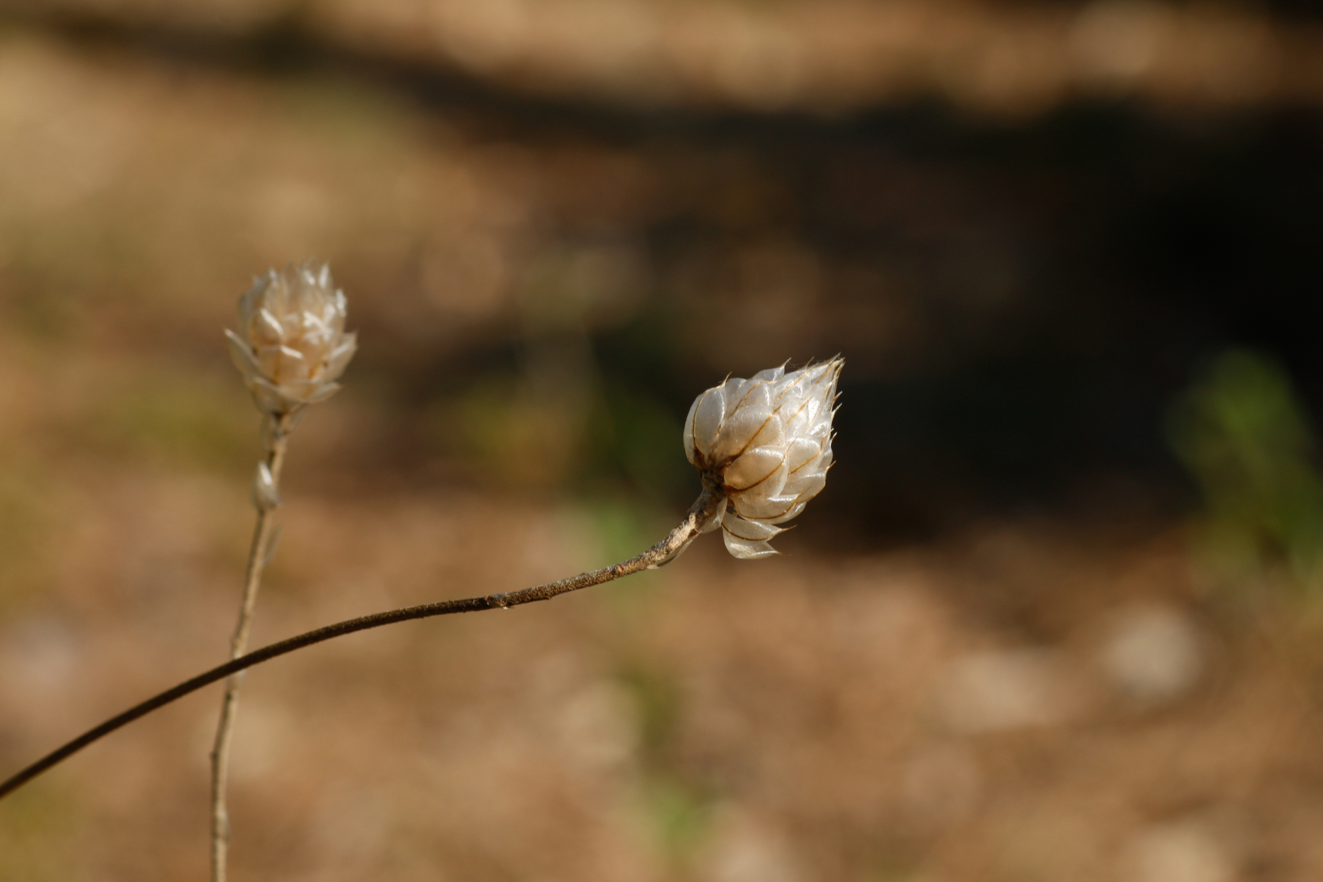 Catananche caerulea L. - Photo Bivouac Naturaliste