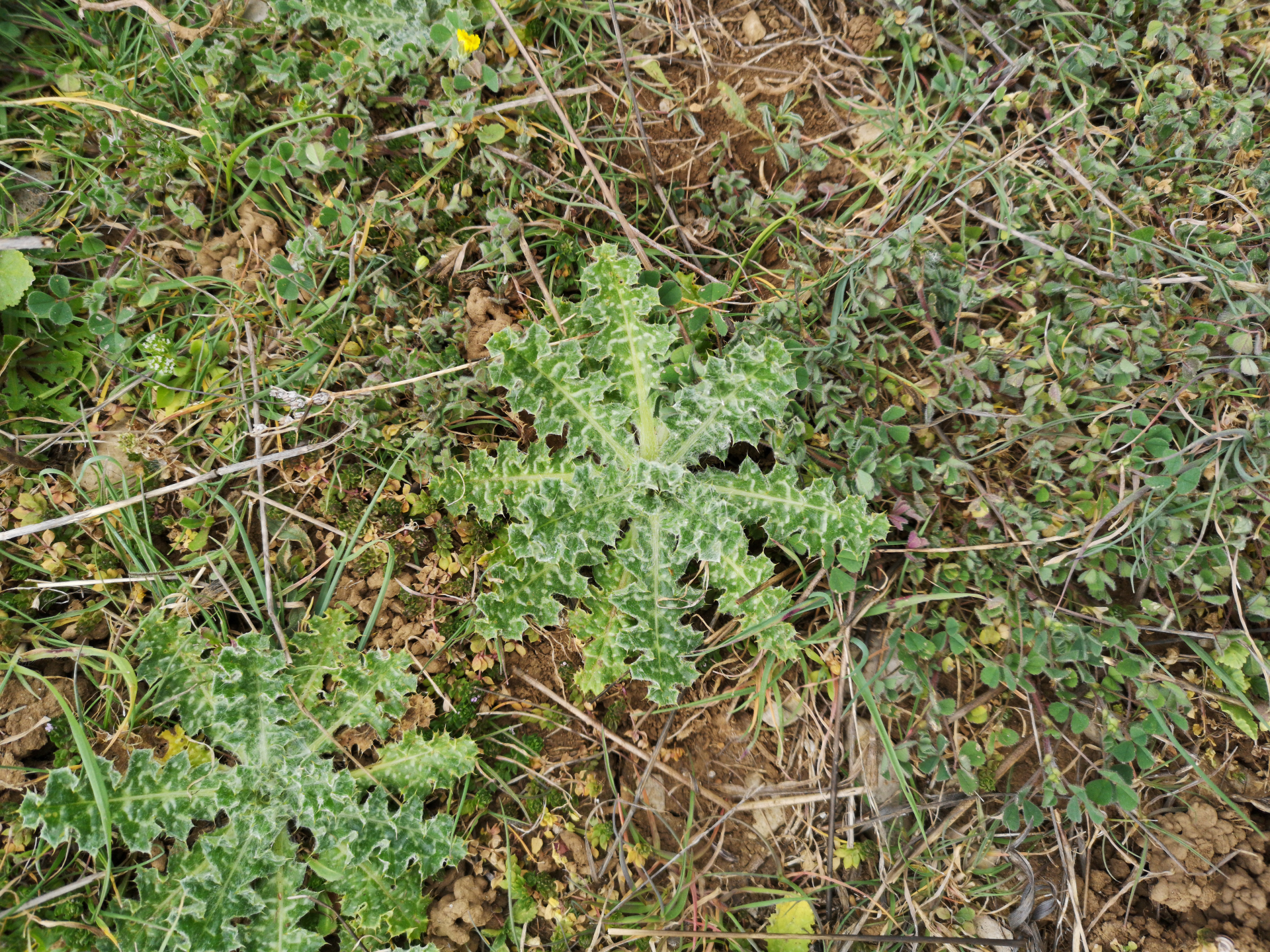 Carthamus lanatus L. - Photo Bivouac Naturaliste