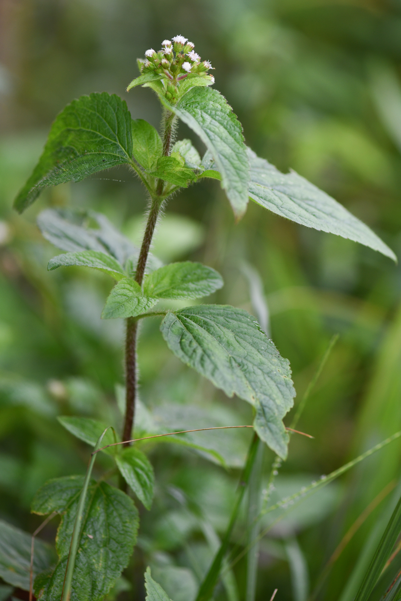 Ageratum conyzoides L. - Photo Bivouac Naturaliste
