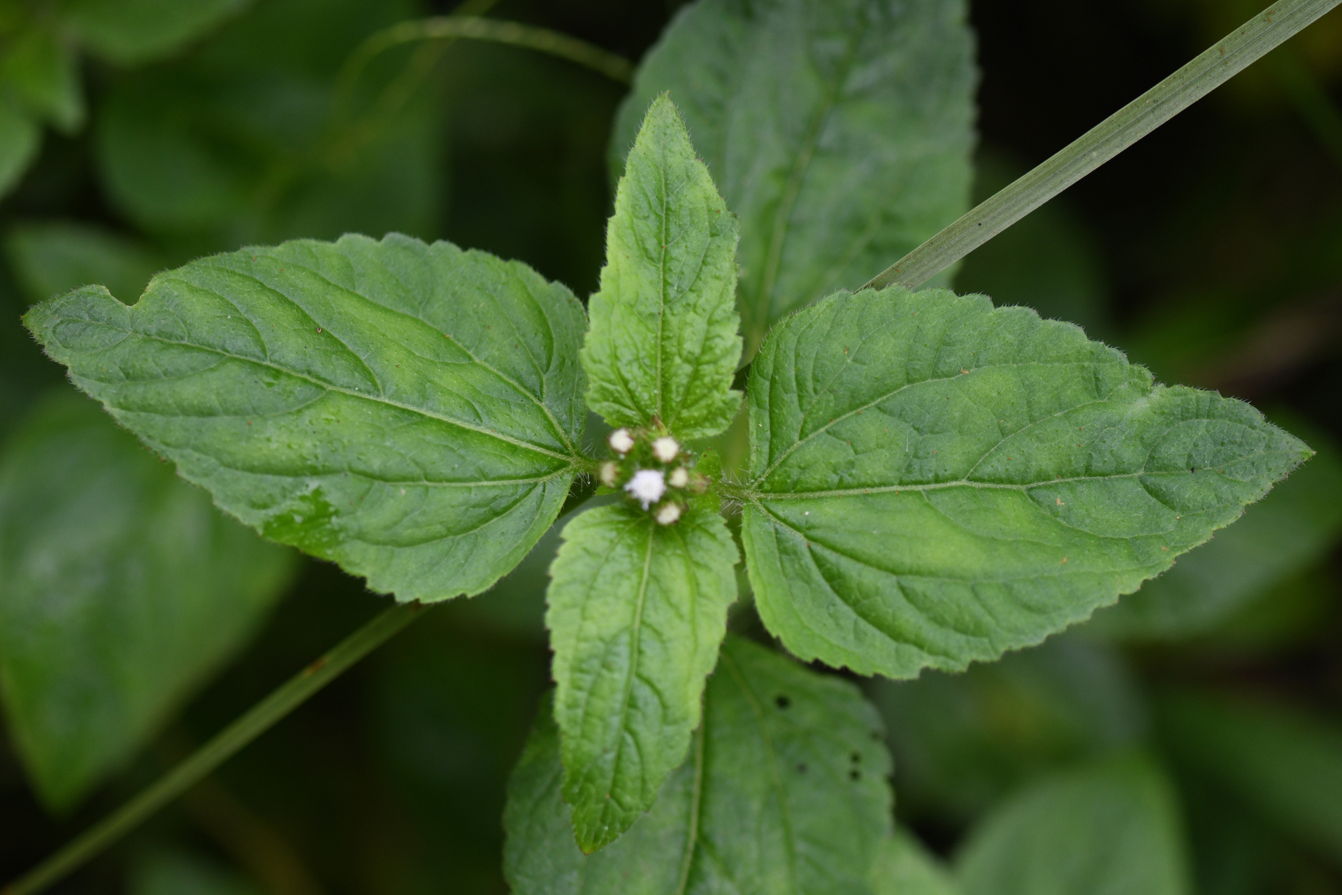 Ageratum conyzoides L. - Photo Bivouac Naturaliste