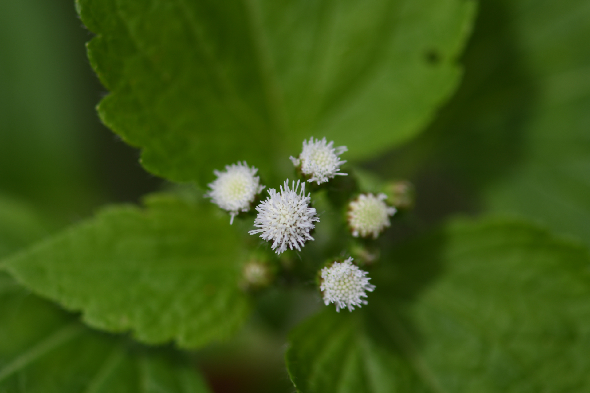 Ageratum conyzoides L. - Photo Bivouac Naturaliste