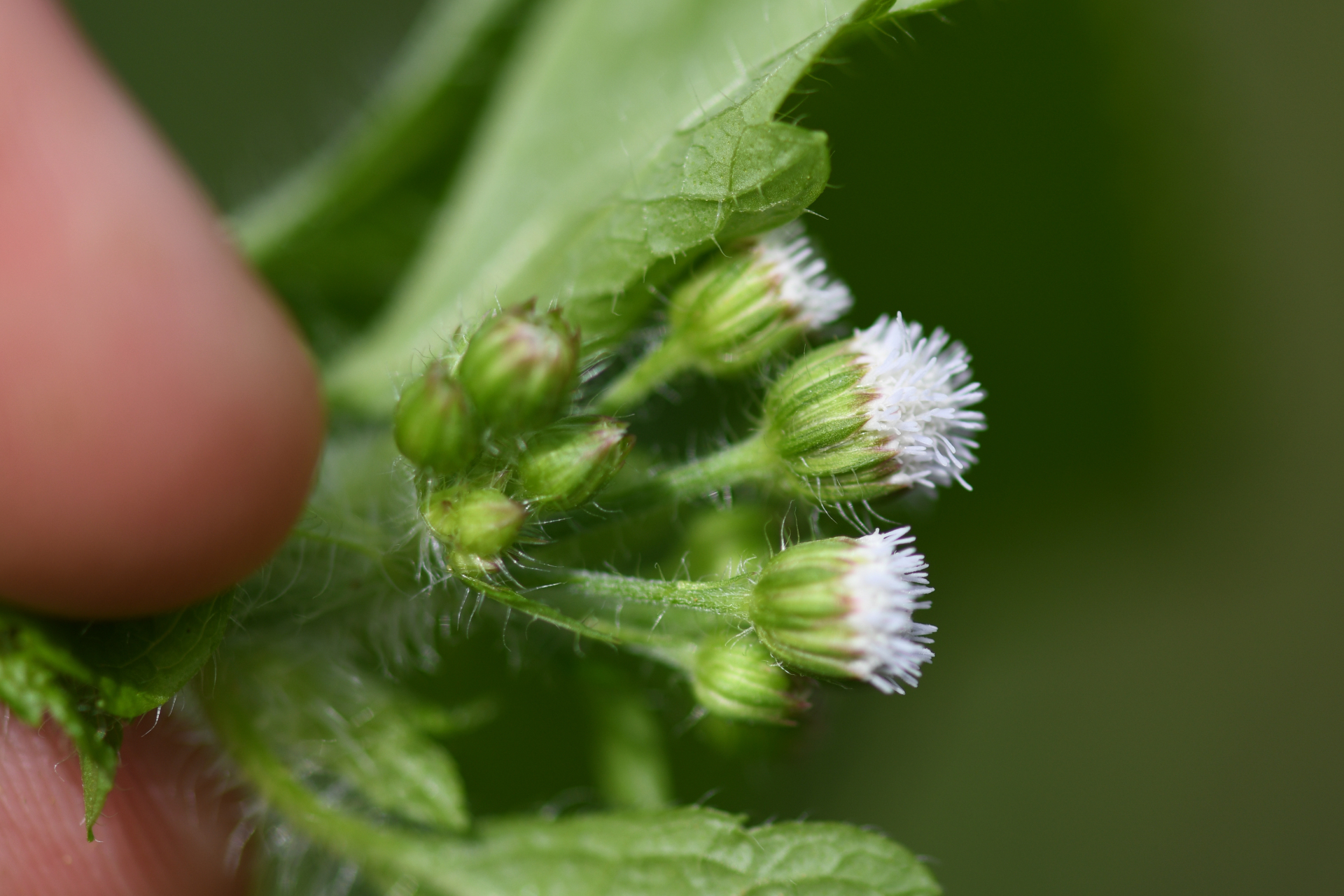 Ageratum conyzoides L. - Photo Bivouac Naturaliste
