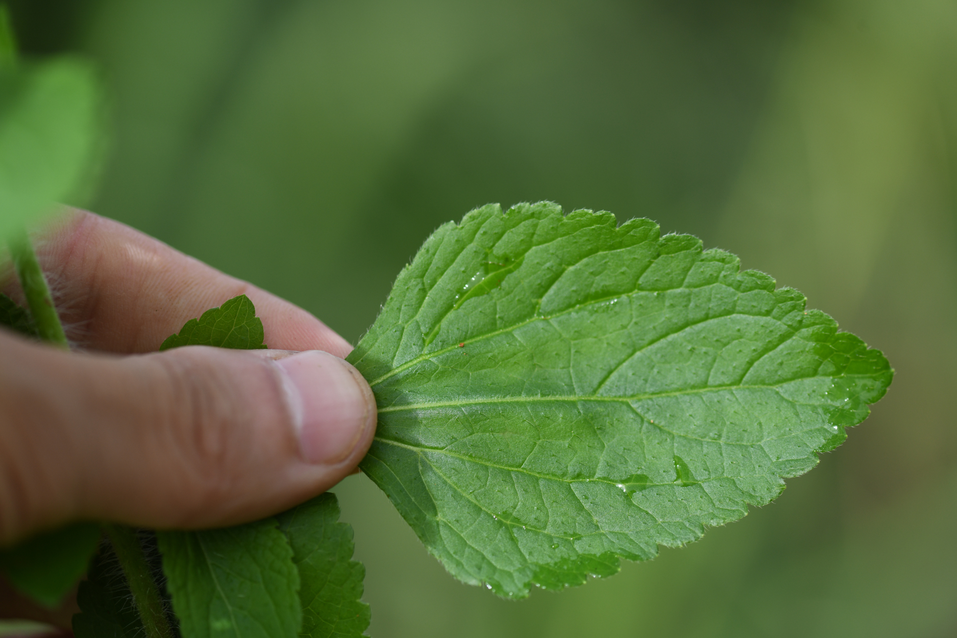 Ageratum conyzoides L. - Photo Bivouac Naturaliste