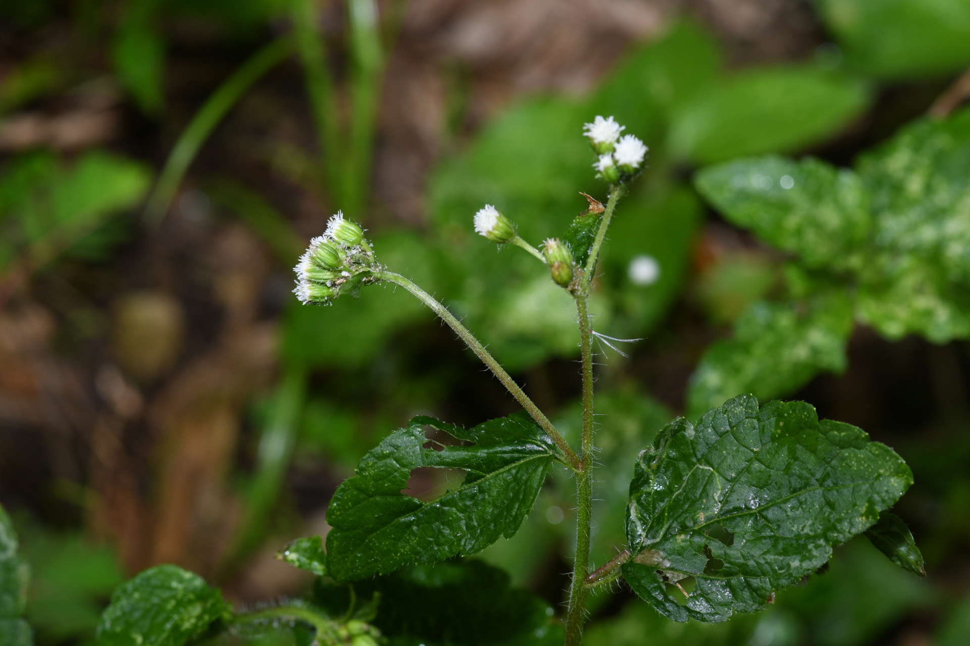 Ageratum conyzoides L. - Photo Bivouac Naturaliste