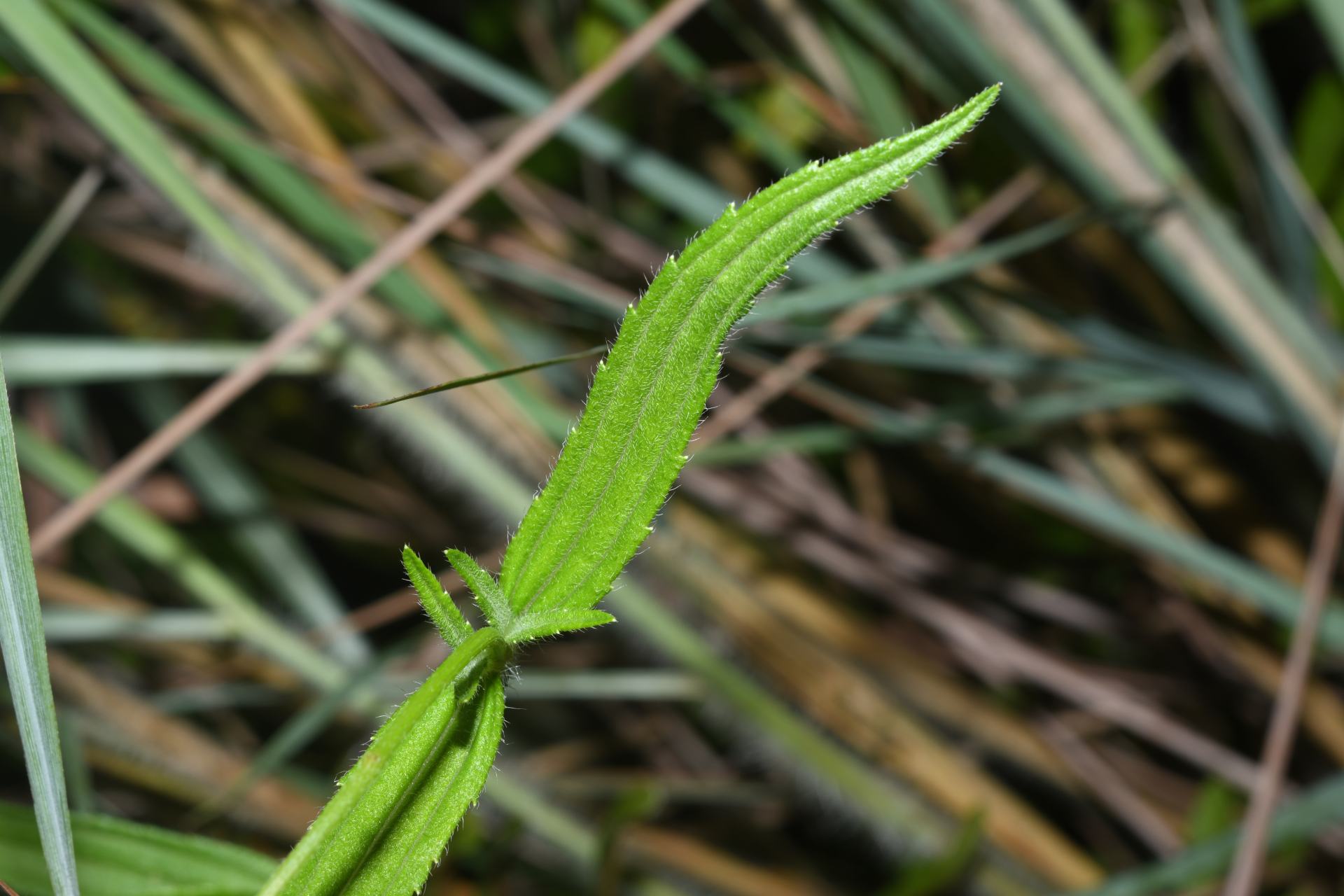 Riencourtia pedunculosa (Rich.) Pruski - Photo Bivouac Naturaliste