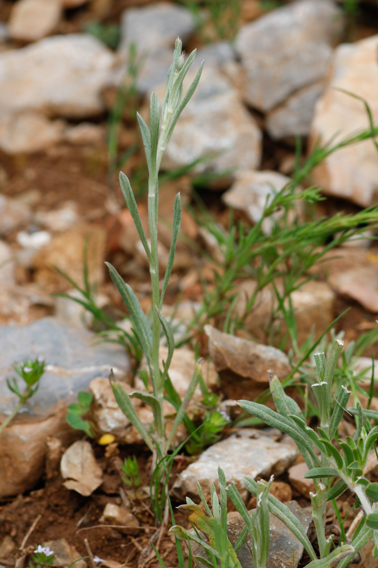 Xeranthemum inapertum (L.) Mill. - Photo Bivouac Naturaliste