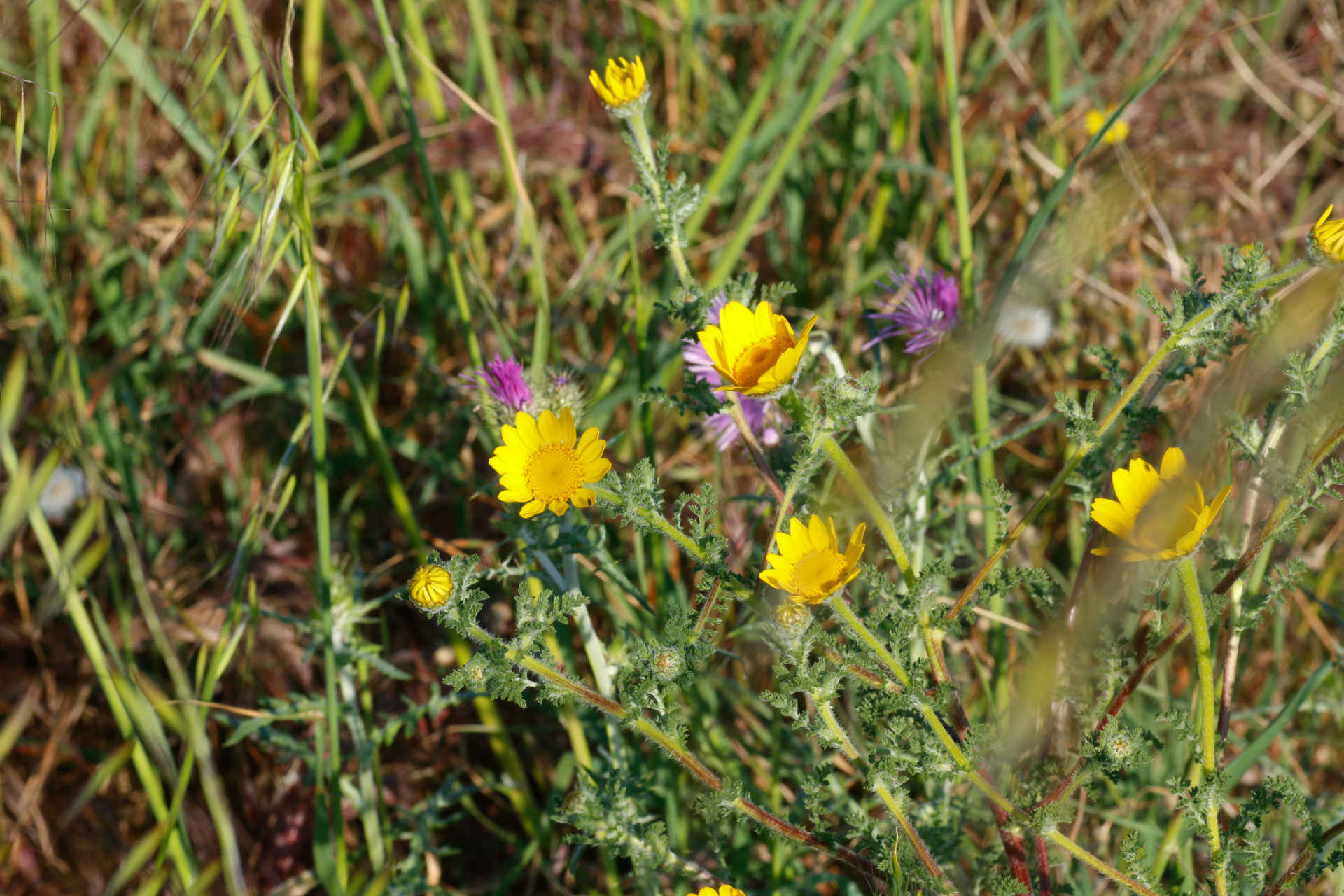 Anacyclus radiatus subsp. radiatus - Photo Bivouac Naturaliste