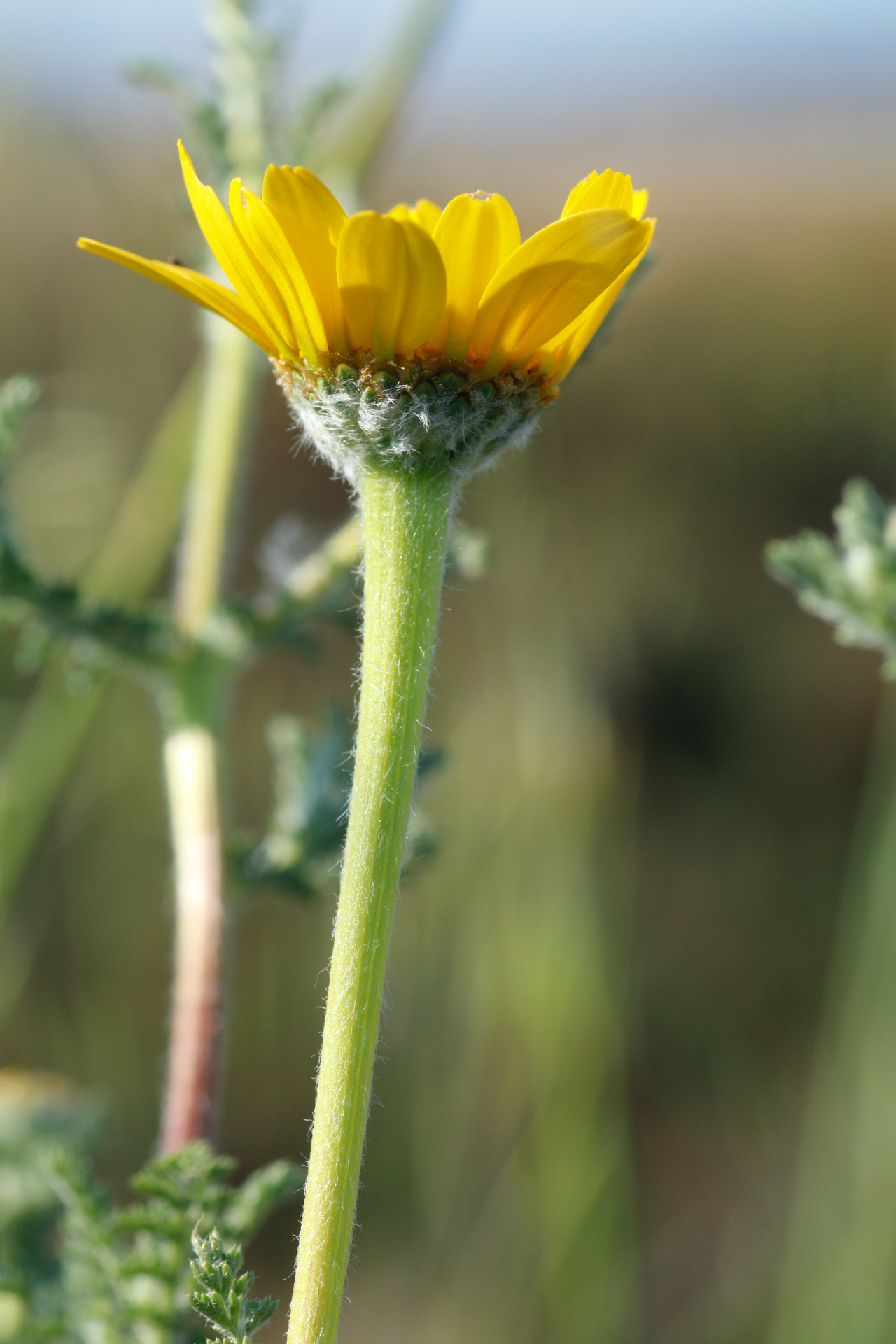 Anacyclus radiatus subsp. radiatus - Photo Bivouac Naturaliste