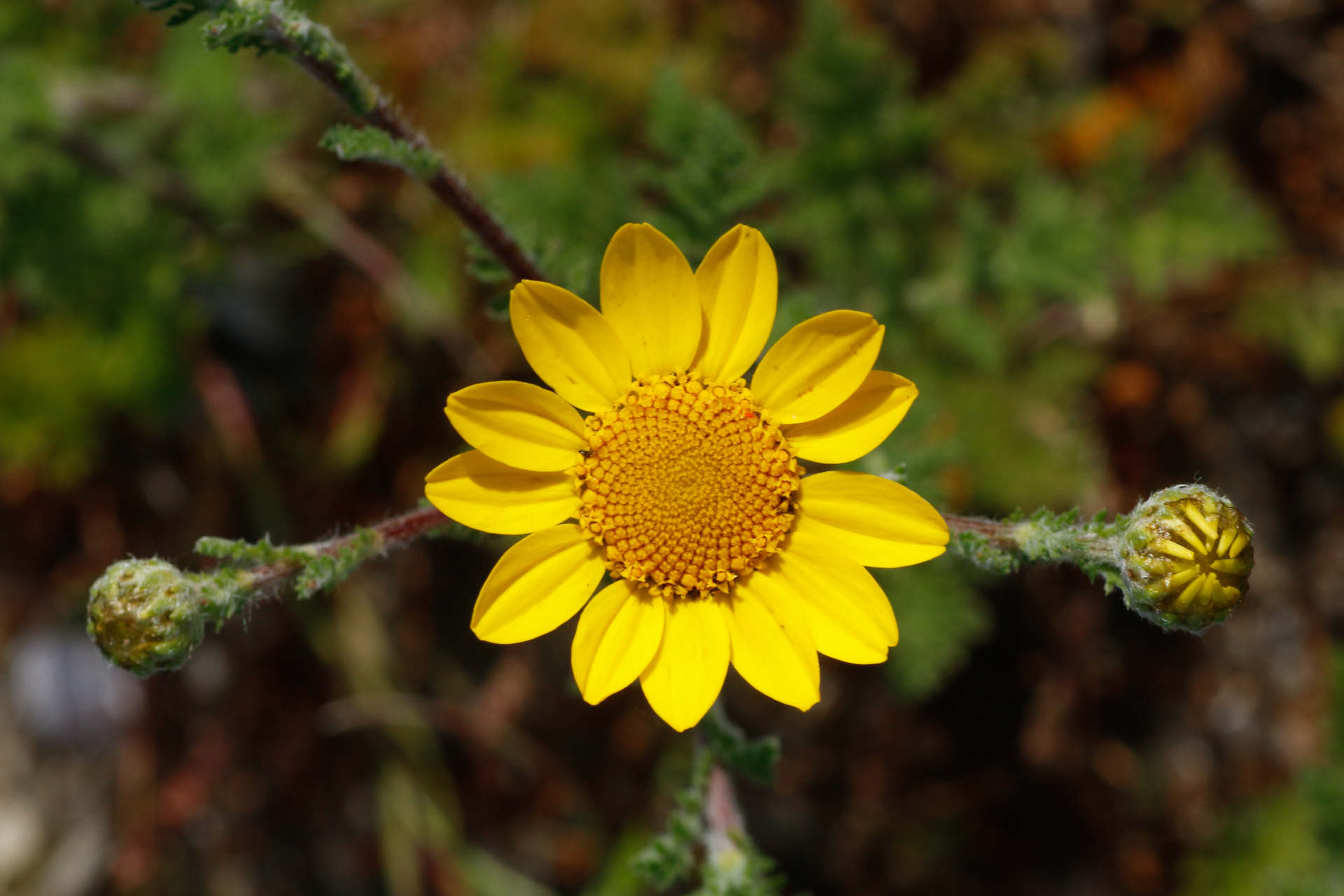Anacyclus radiatus subsp. radiatus - Photo Bivouac Naturaliste