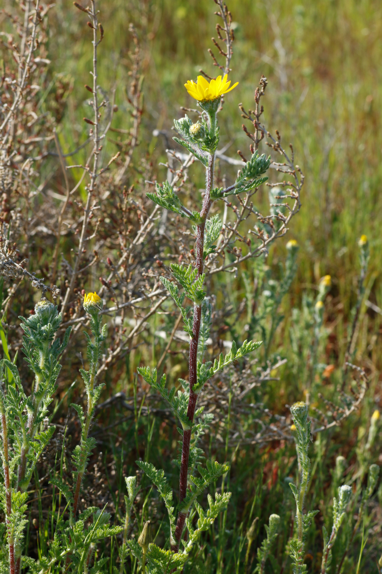 Anacyclus radiatus subsp. radiatus - Photo Bivouac Naturaliste