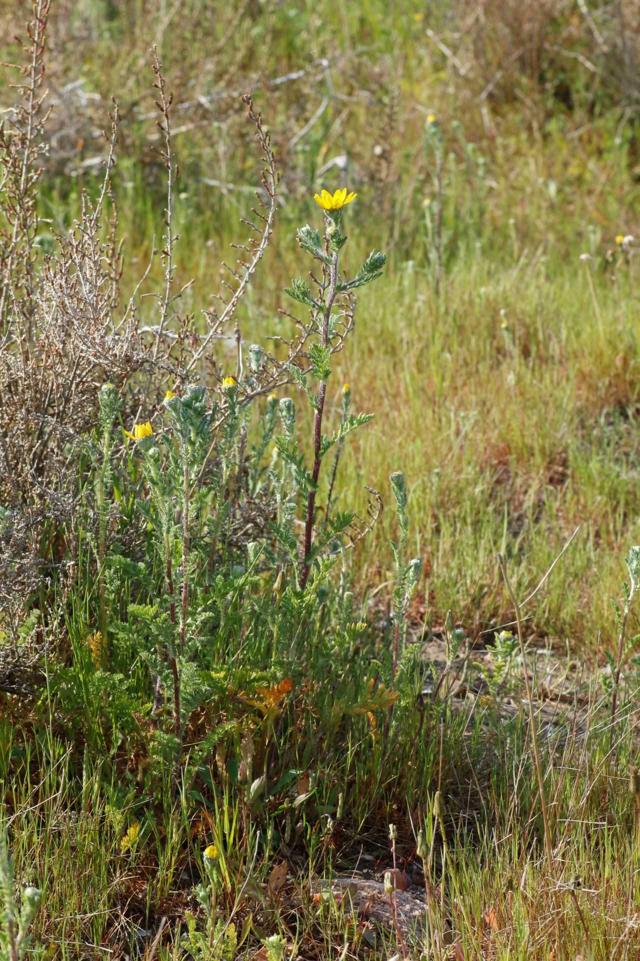 Anacyclus radiatus subsp. radiatus - Photo Bivouac Naturaliste