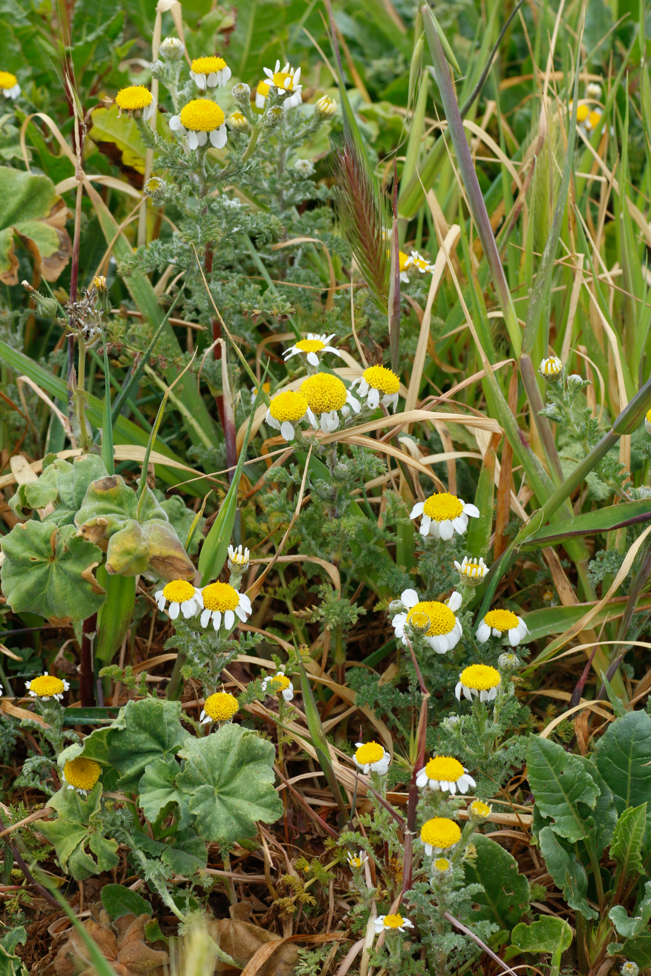 Anacyclus clavatus (Desf.) Pers. - Photo Bivouac Naturaliste