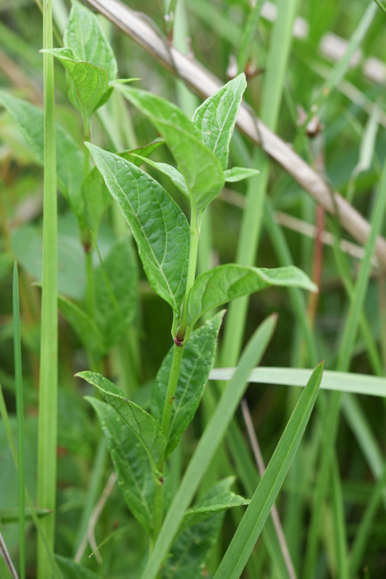 Mikania trinitaria DC. - Photo Bivouac Naturaliste