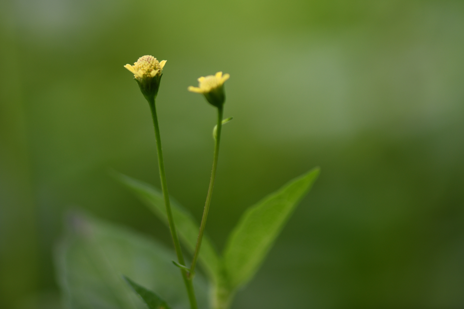 Acmella uliginosa (Sw.) Cass. - Photo Bivouac Naturaliste